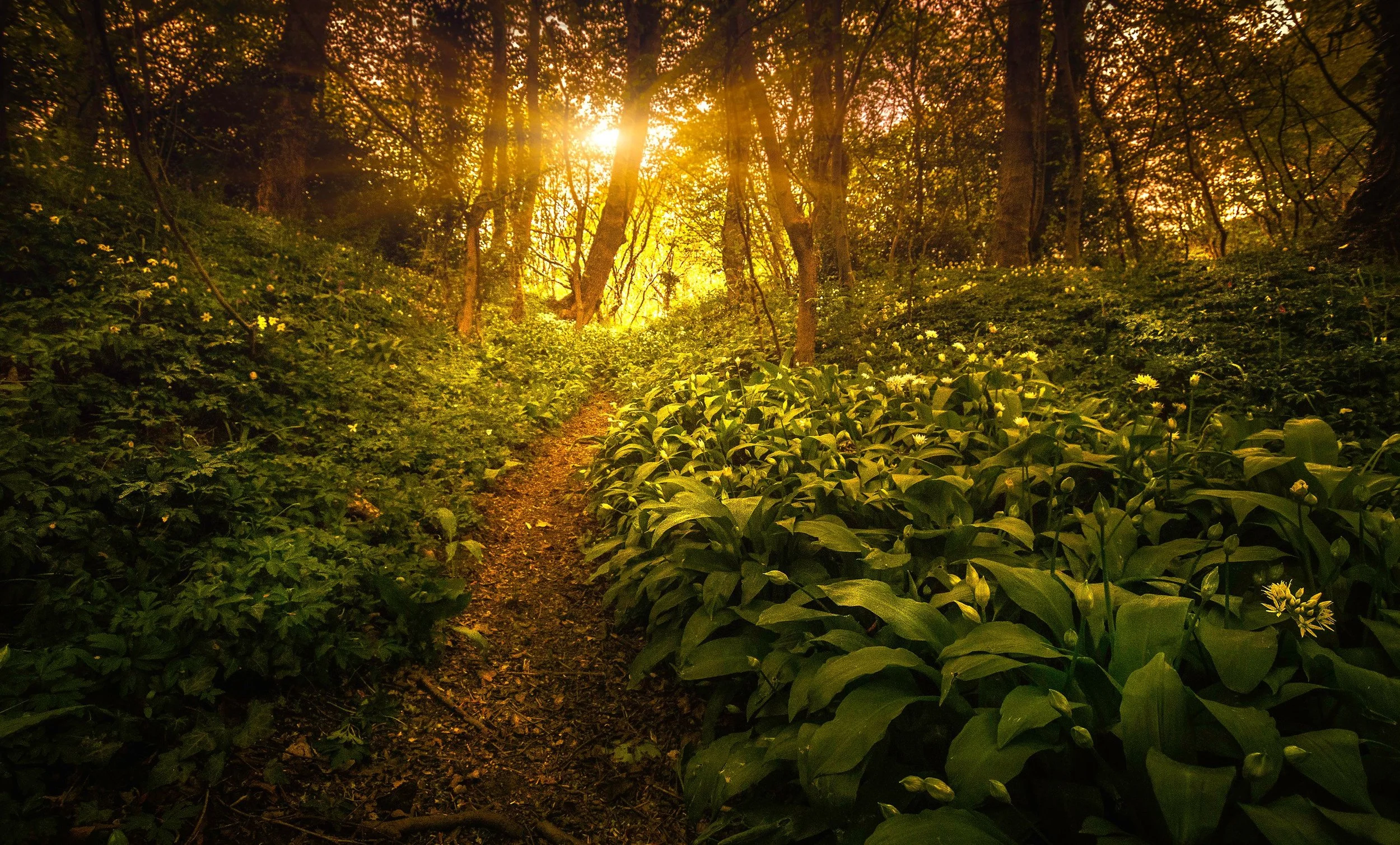 Turning financial regulation into velocity with Team Topologies: the Golden Path advantage