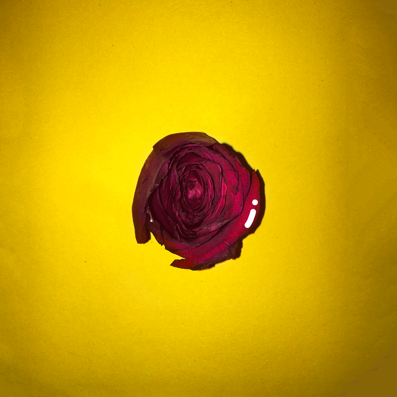 unisex-rose.gif