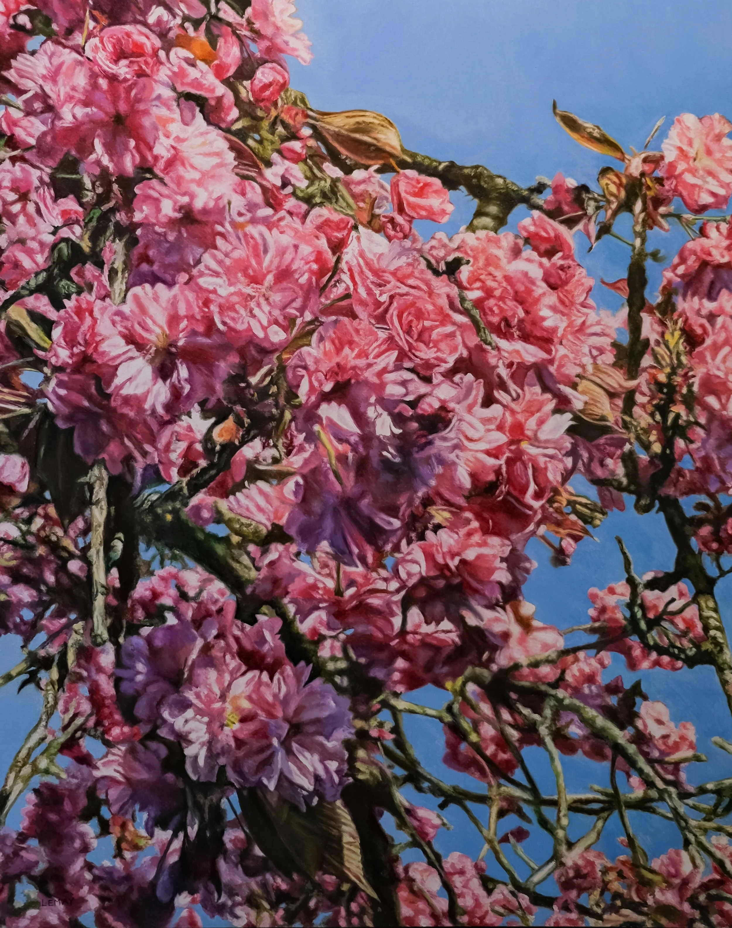 Cherry Blossoms I