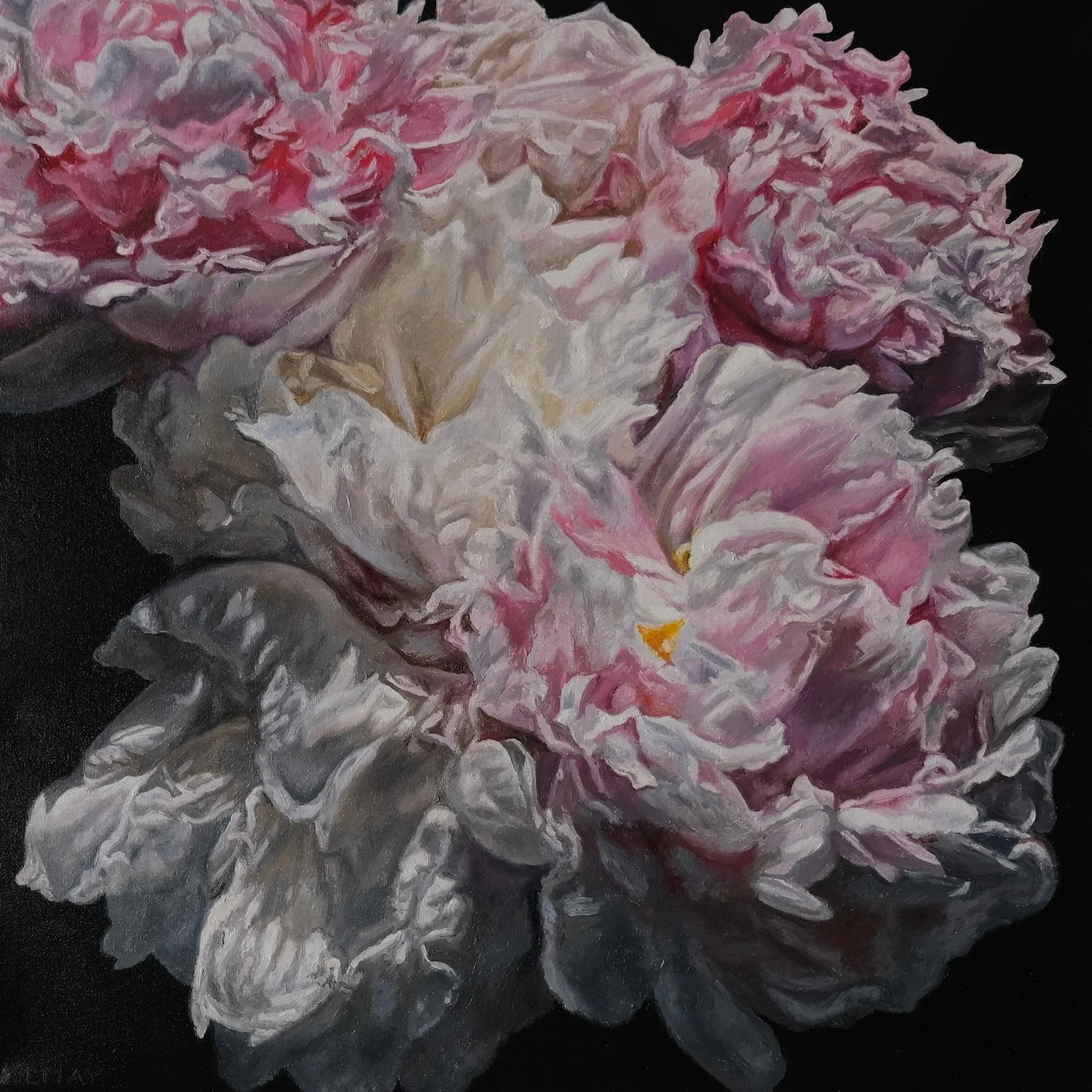 White and Pink Peonies