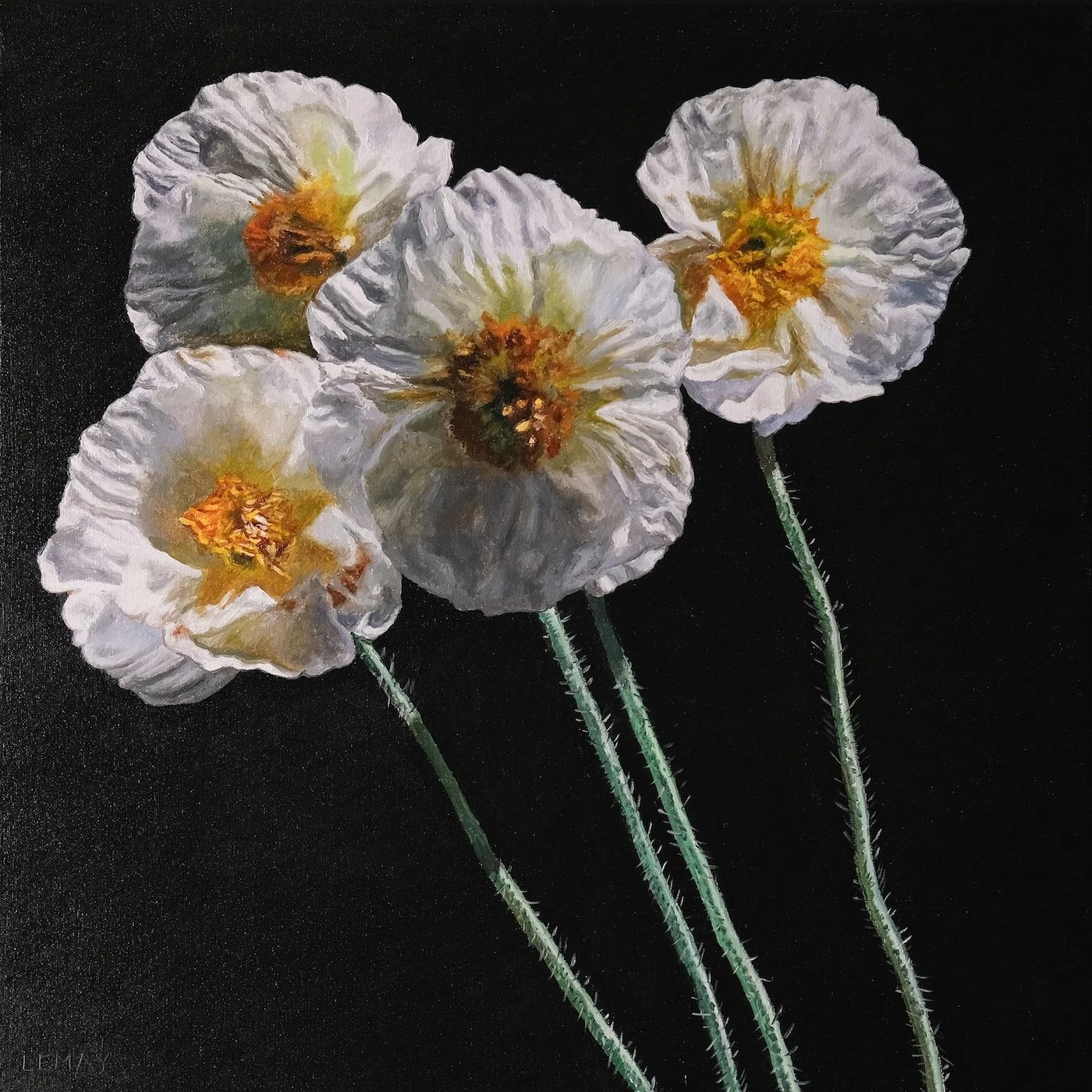 White Poppies