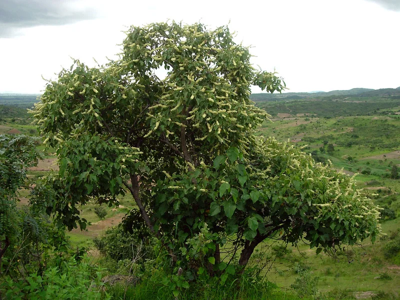 Copy of Copy of Copy of Bissana