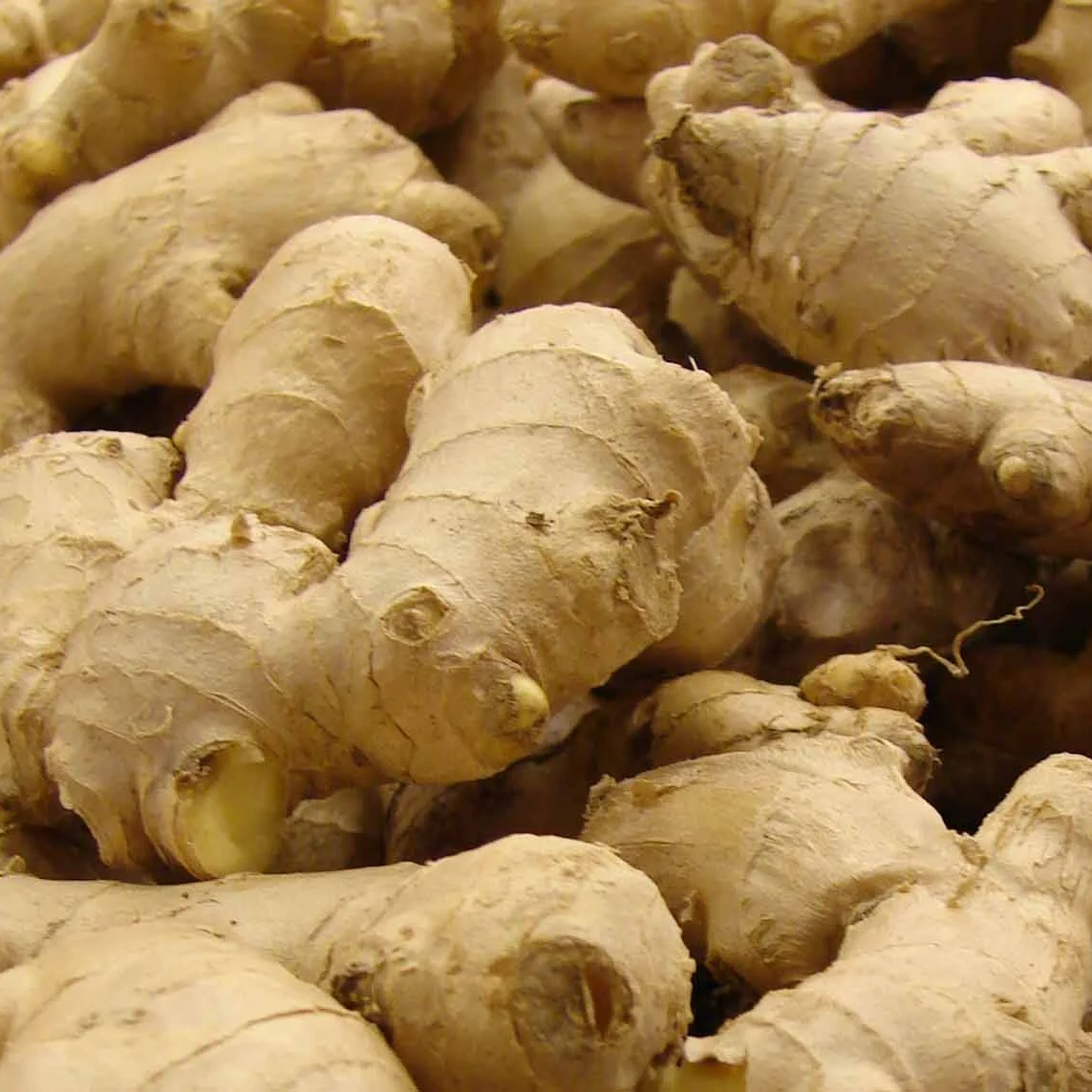 ginger.jpg