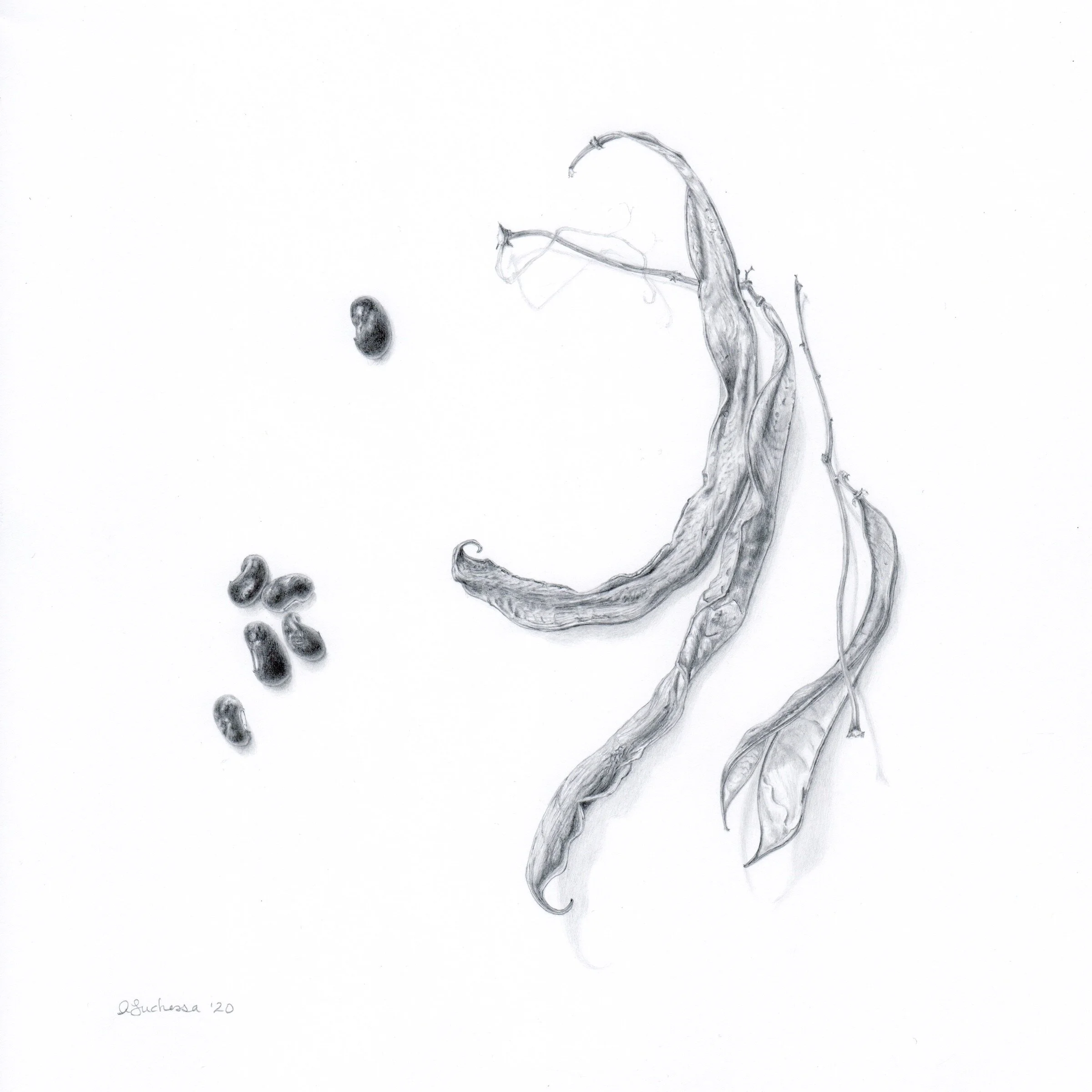 Luchessa--Dried Scarlet Runners.jpeg