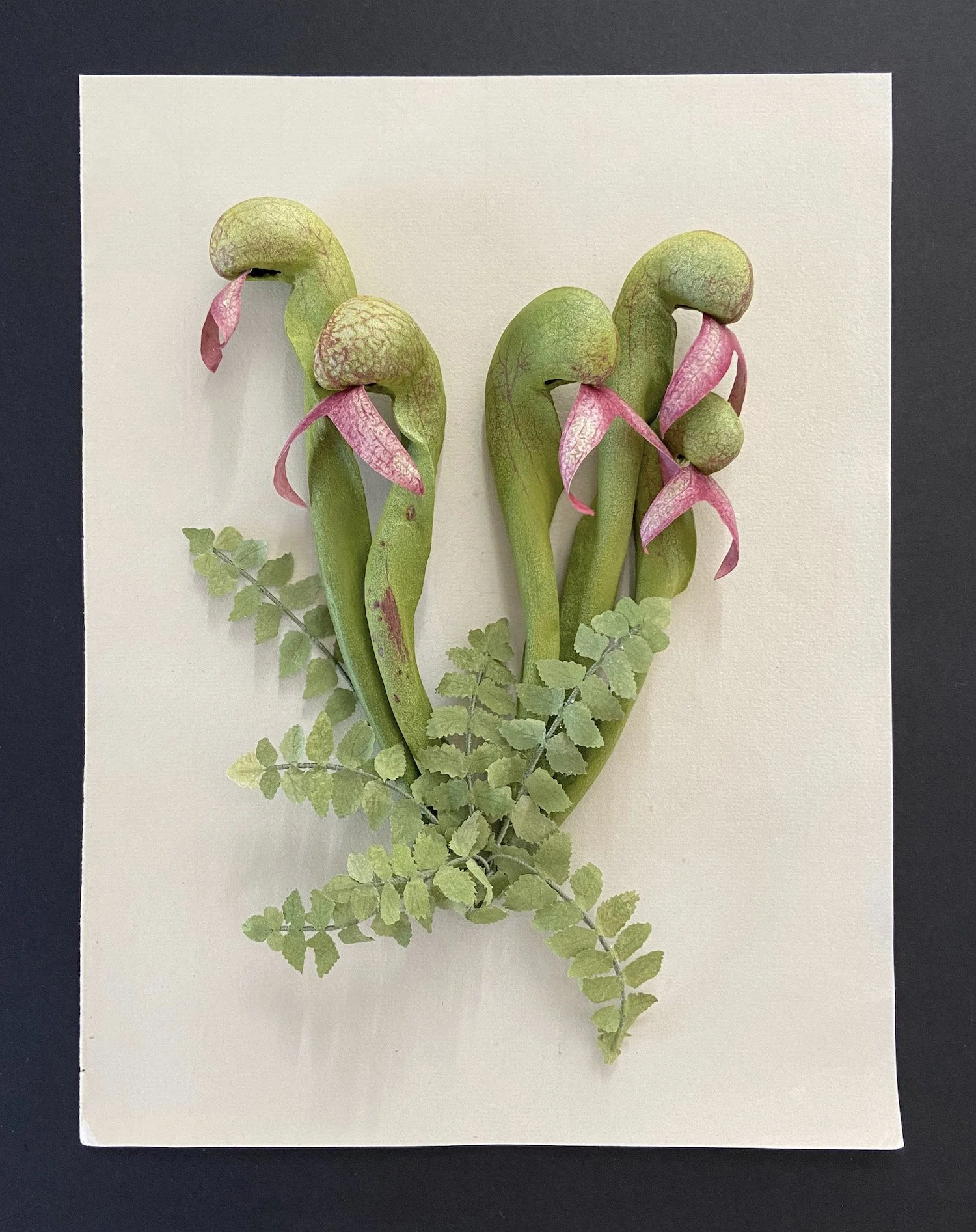 Darlingtonia californica (cobra lily)