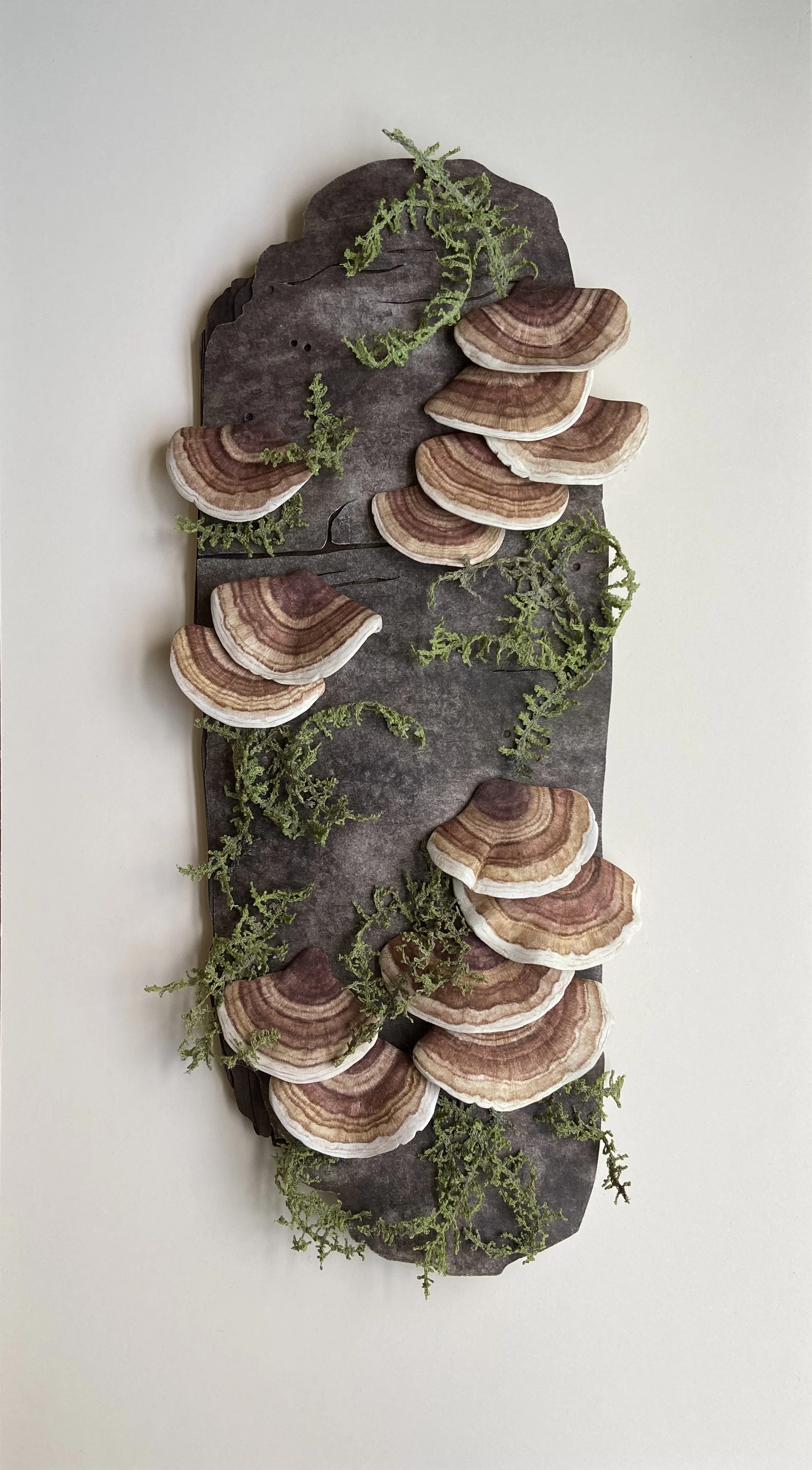 Turkey Tails on Red Alder Bark