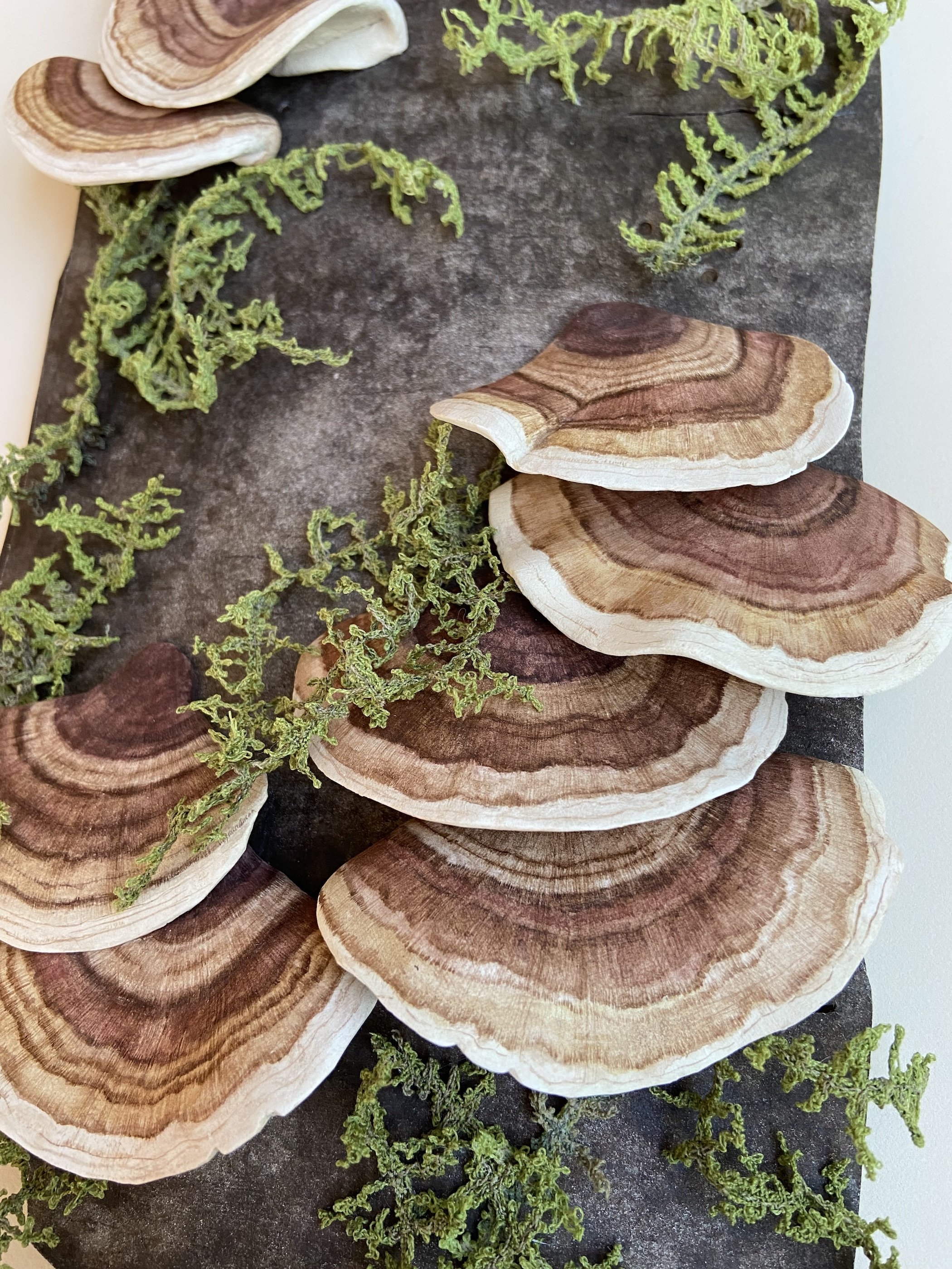 Turkey Tails on Red Alder Bark detail