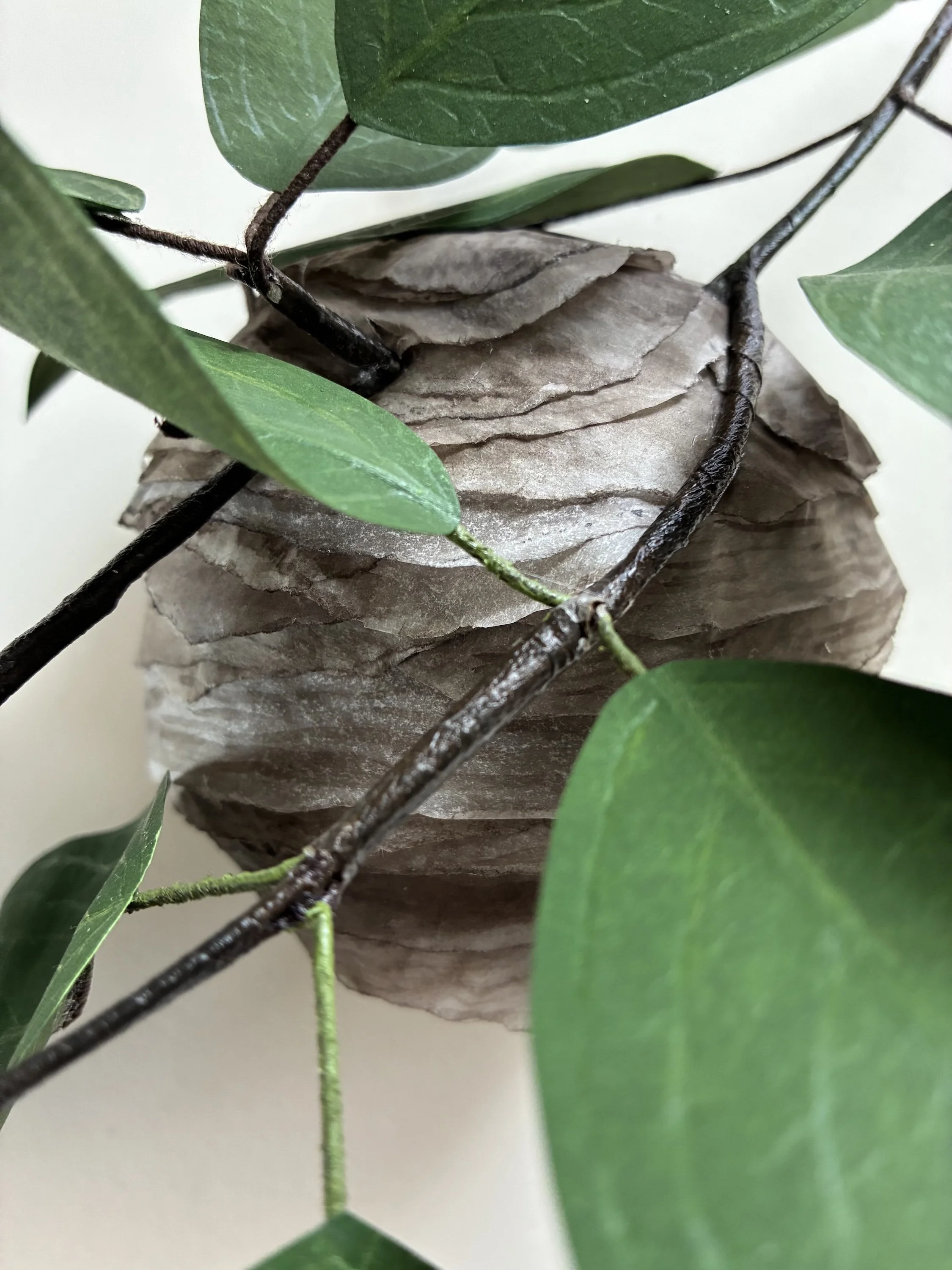 Bald-faced Hornet Nest detail