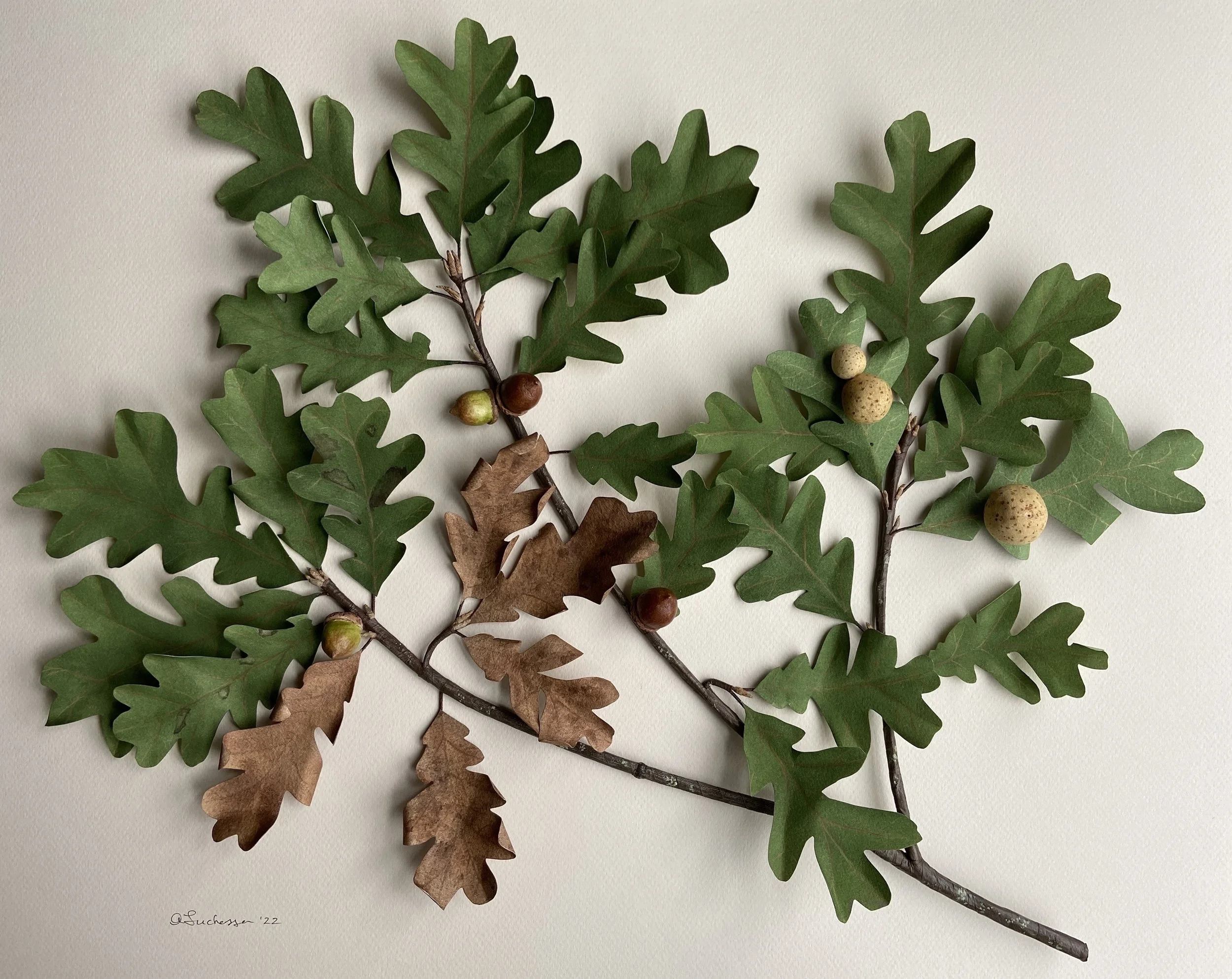 Quercus garryana Branch