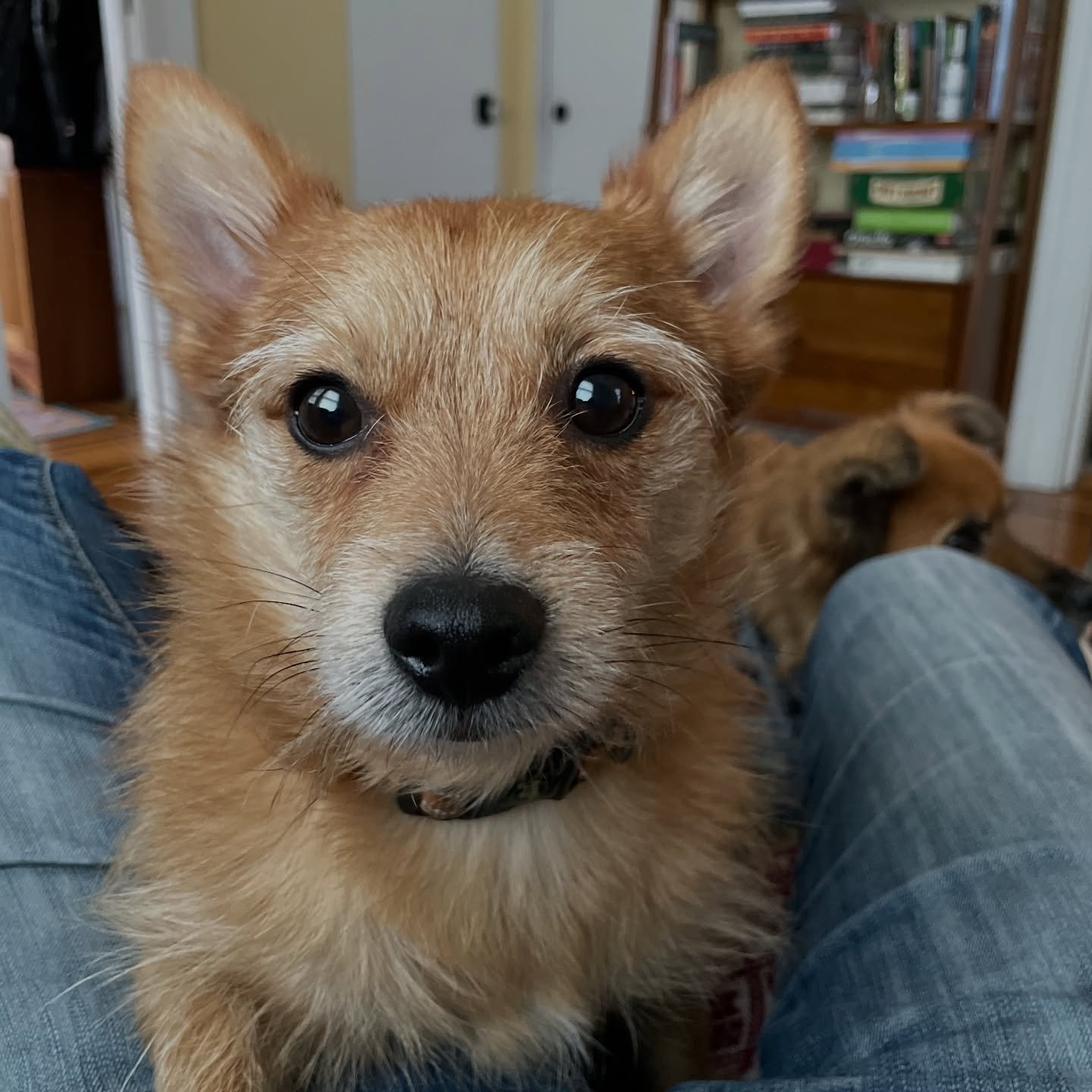 Freddie thinks you should get yourself together and do your practice at Jaya today. Here are your options:
7:30 am &amp; 8 am Yoga for Strength &amp; Mobility with Ramit 
8:30 am Meditate &amp; 9 am All Levels with Carla 
5:30 pm Basics with Katie
6 