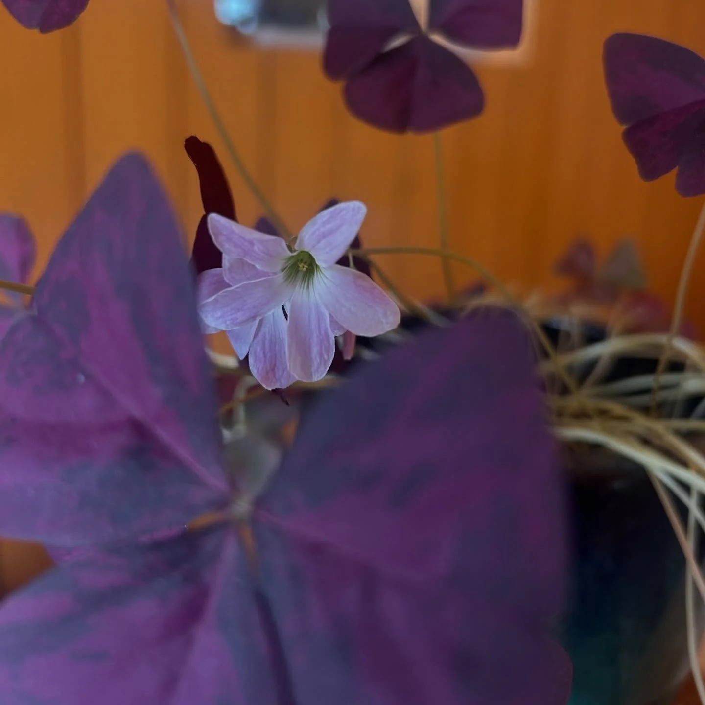 We got a flower from our sweet plant on the desk at Jaya East a day before the new moon 🌑 so we are feeling lucky over here.

Two days in a row you can see the thaw is real on the side of the studio.

Some creative use of a tissue box for a prop. An