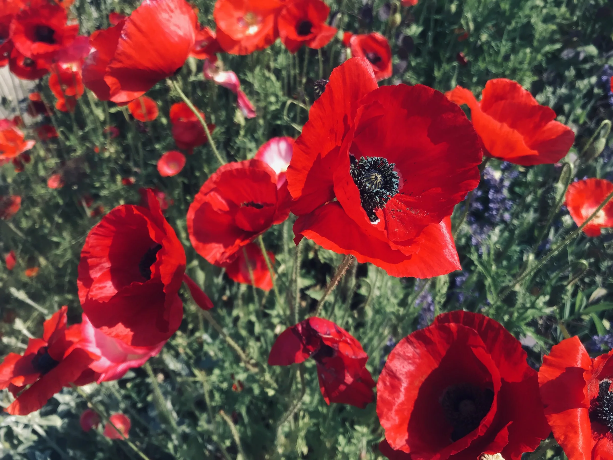 The Present Moment Feels Dangerous...But It’s The Only Way Home