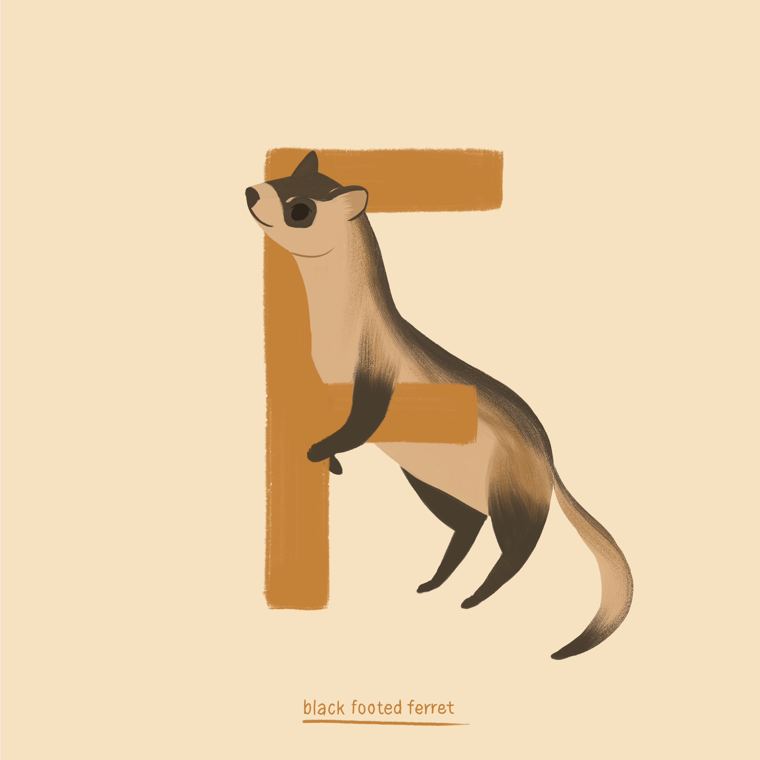 Ferret.png