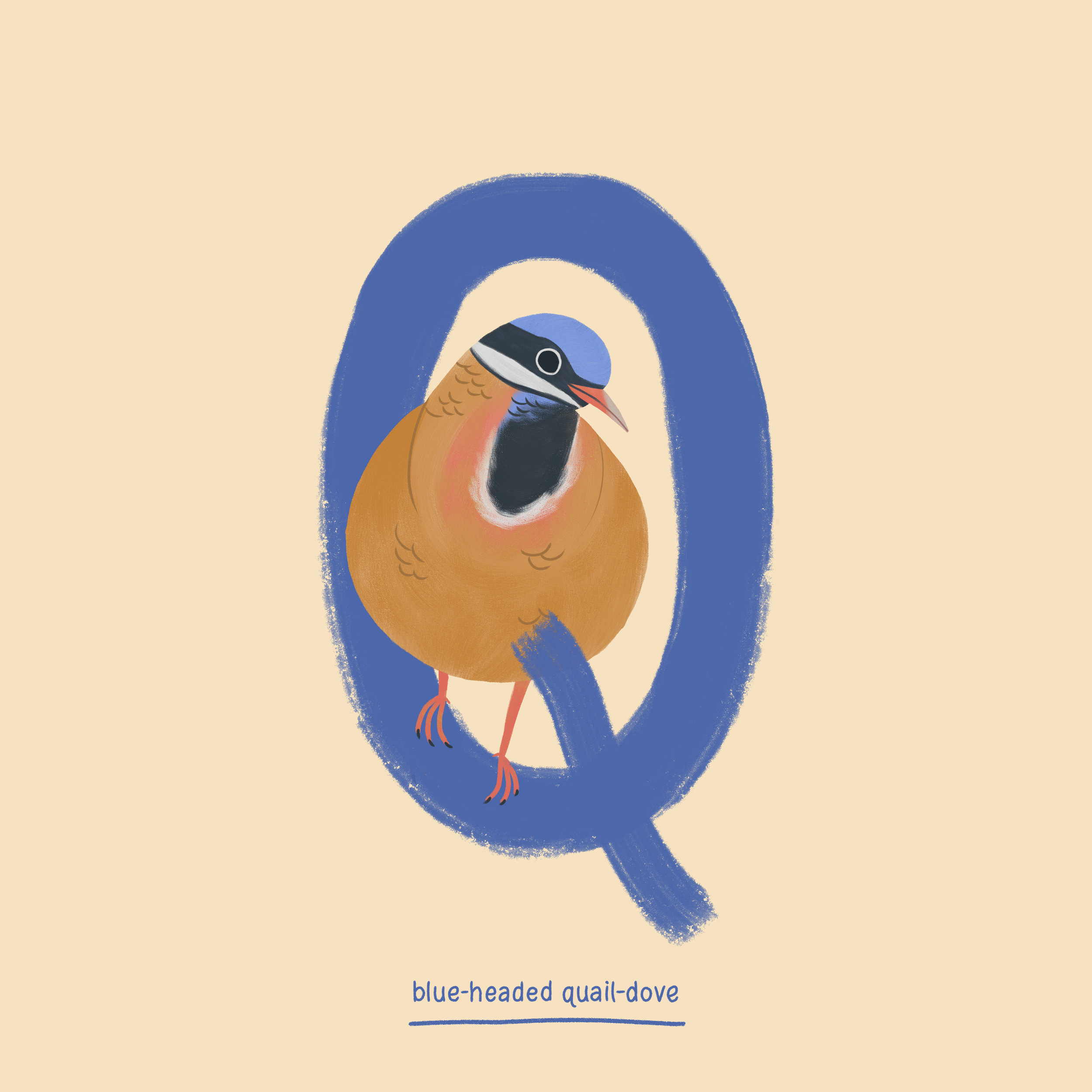 Quail-dove.png
