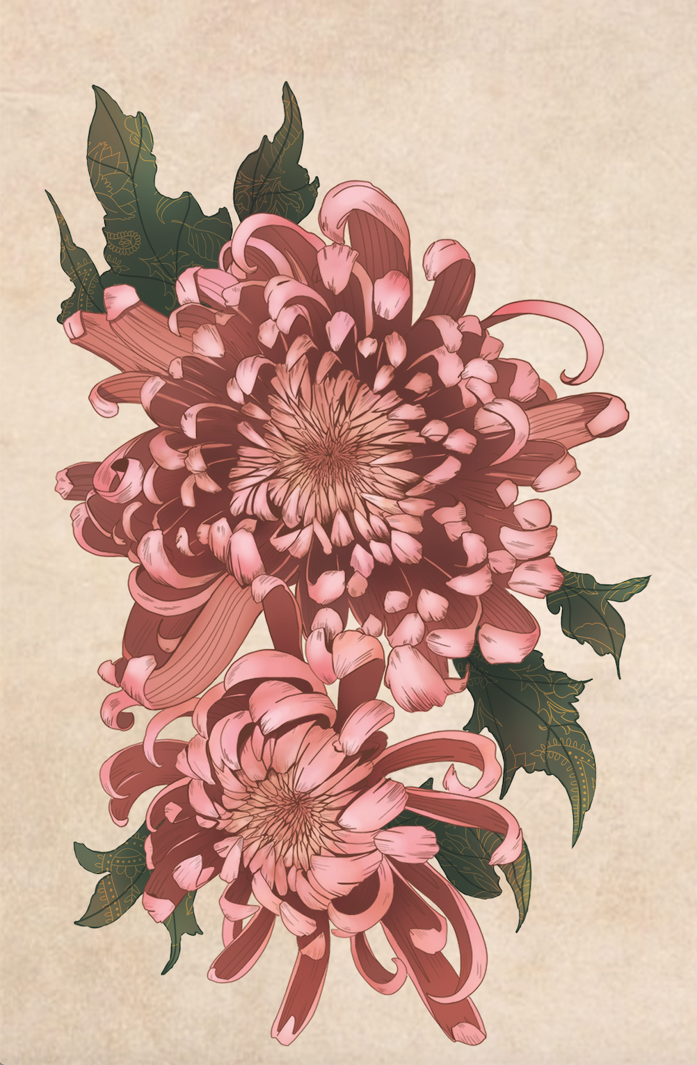 Chrysanthemum