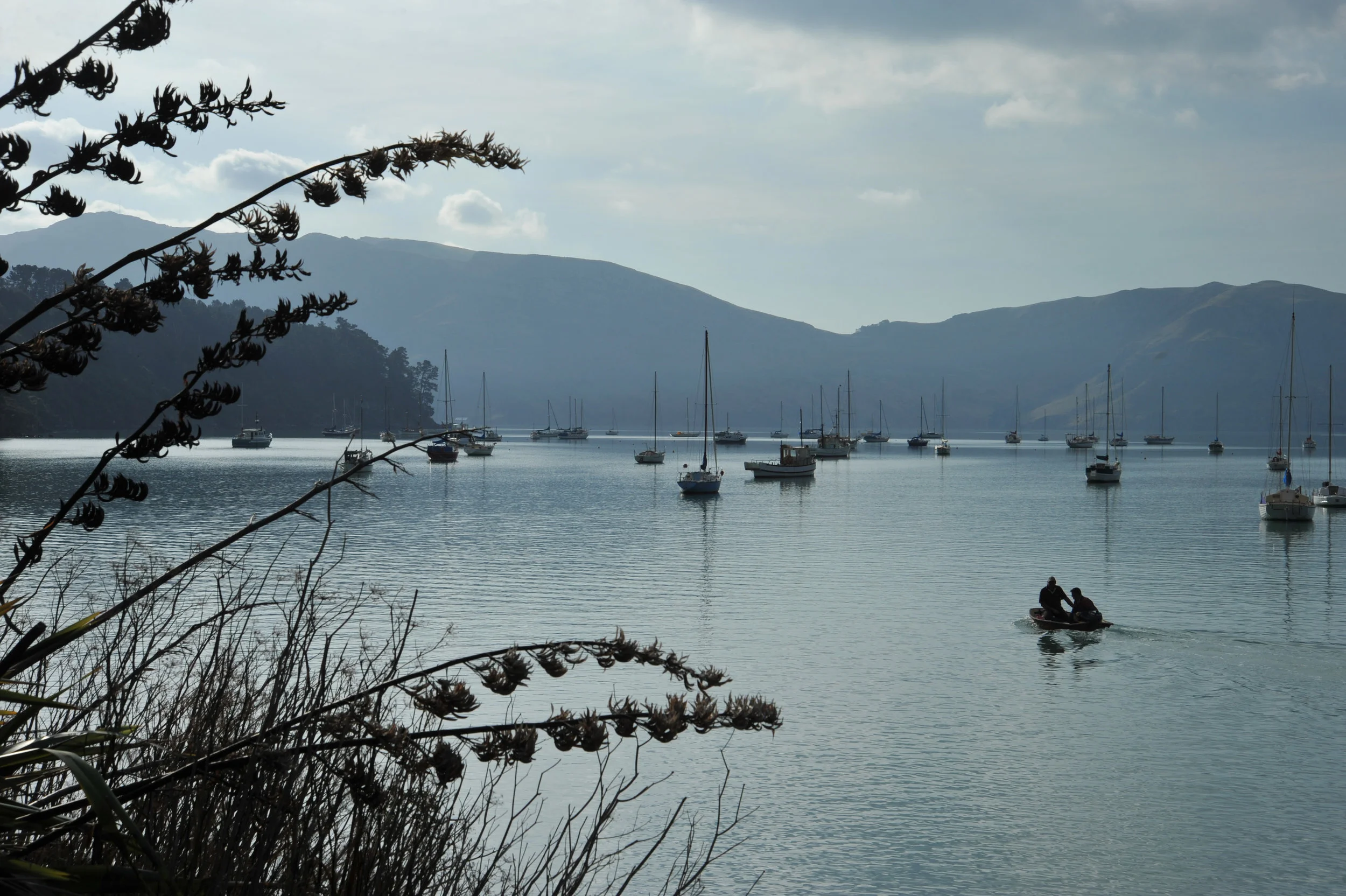 Hanging out with the world's smallest dolphin whilst crusing Akaroa Harbour