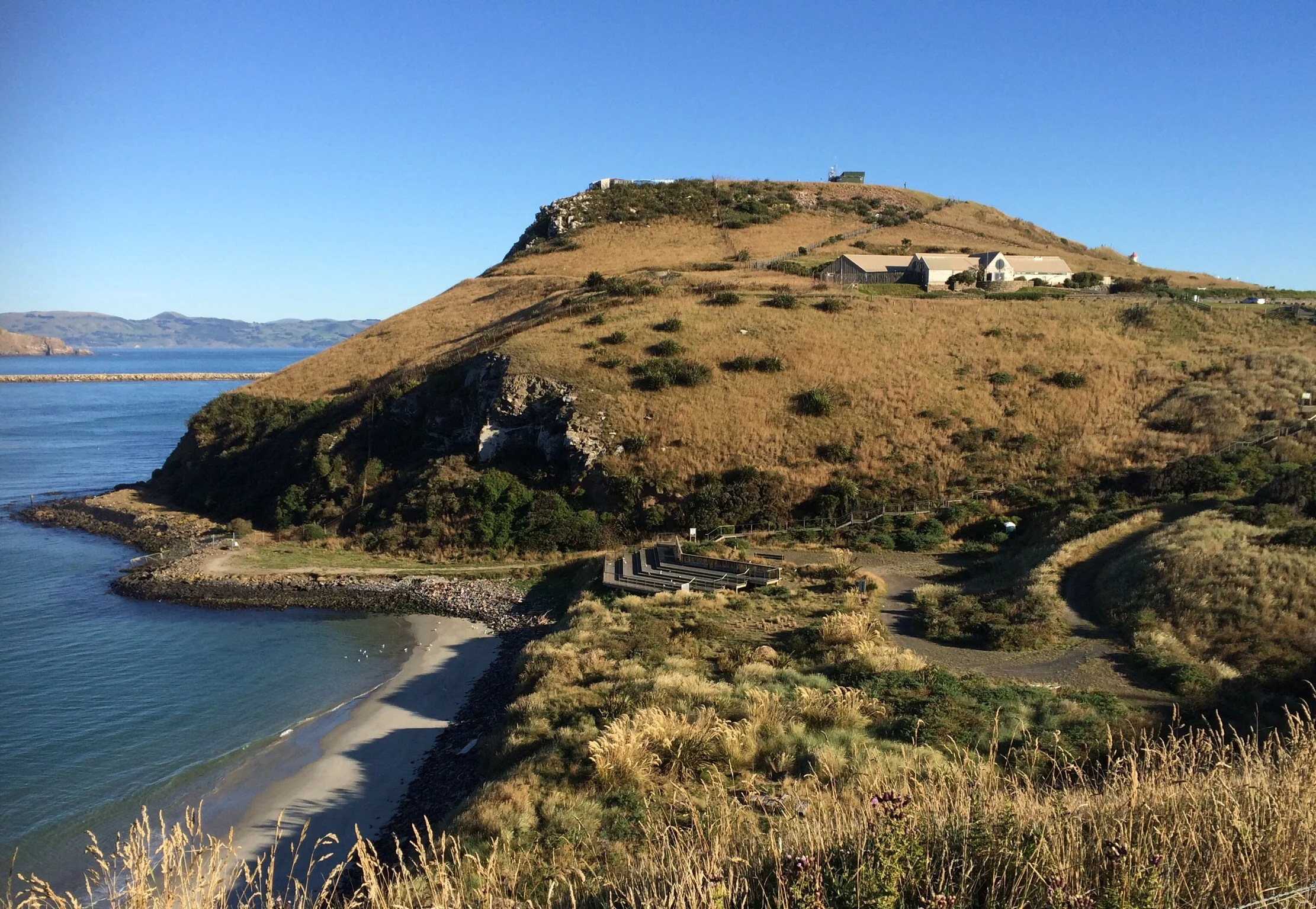 Face to face with the worlds rarest penguins - Penguin Place Otago Peninsula