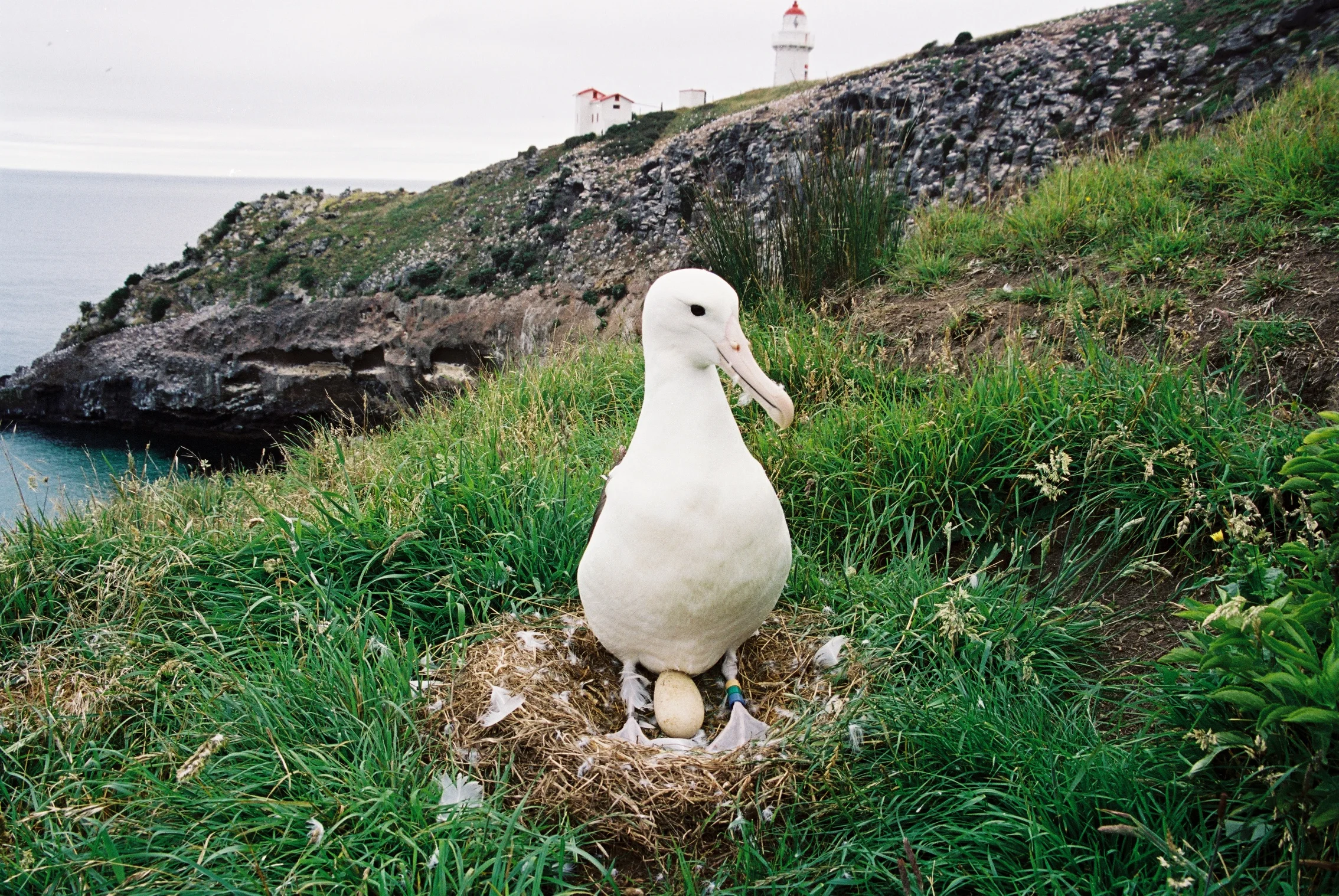 Taiaroa Head, Otago Peninsula, the only place on land to spot Albatross