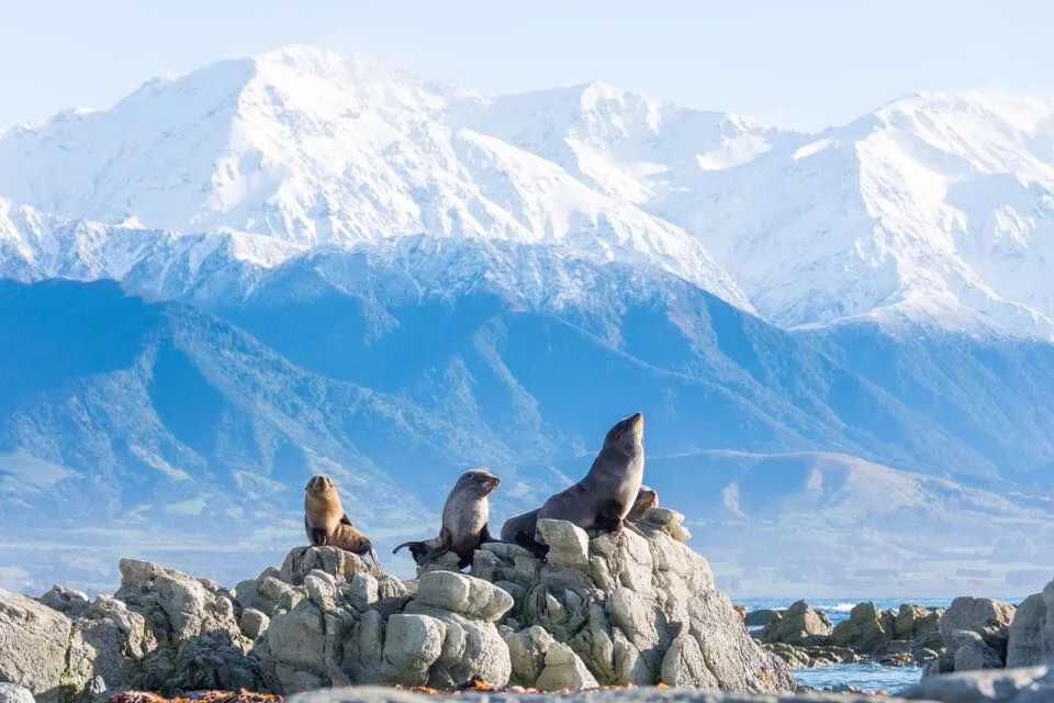Swimming with the fur seals, in Kaikoura