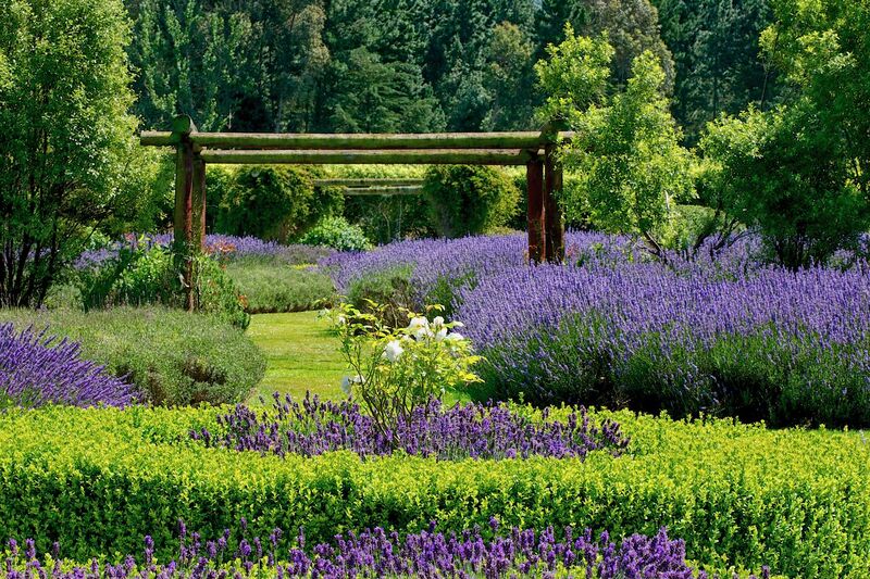 Spend the night on a lavender farm complete with outdoor bathroom