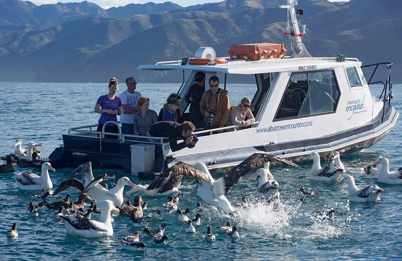 Seabirds galore on an Albatross Encounter Tour 