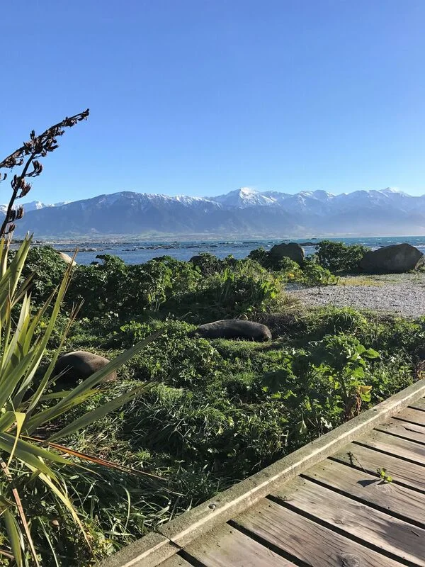 Cheese, cheese and more cheese, Kaikoura Cheese Company - a dream