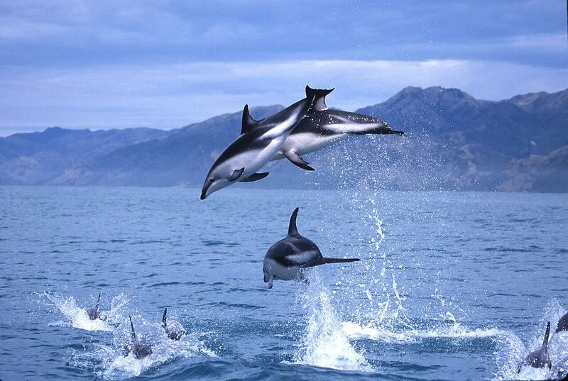 Dusky Dolphins everywhere - don't miss this.....