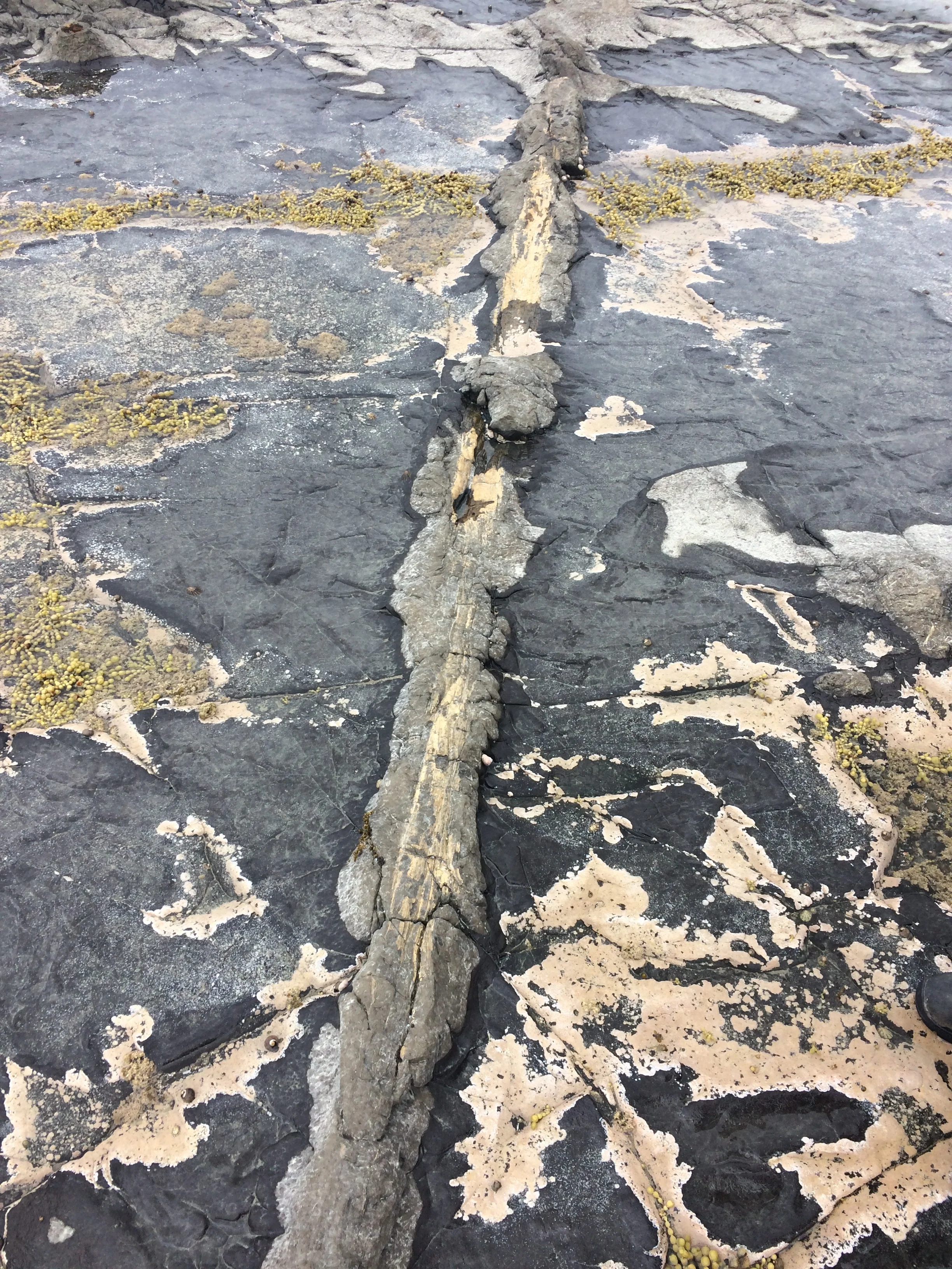 Curio Bay, a forest 180 million years old