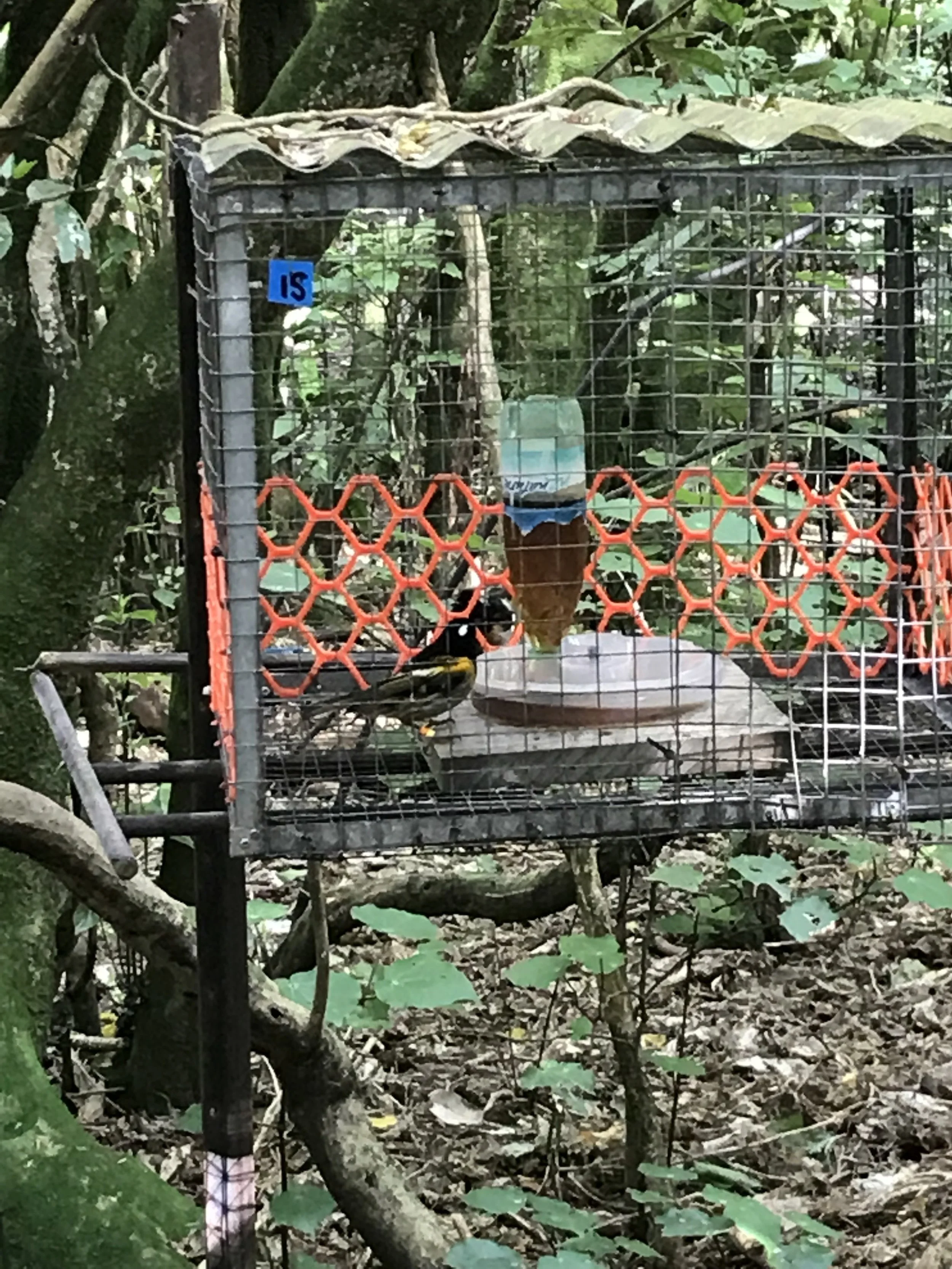 Simply Zealandia, an ecosancturay saviour in the heart of the city