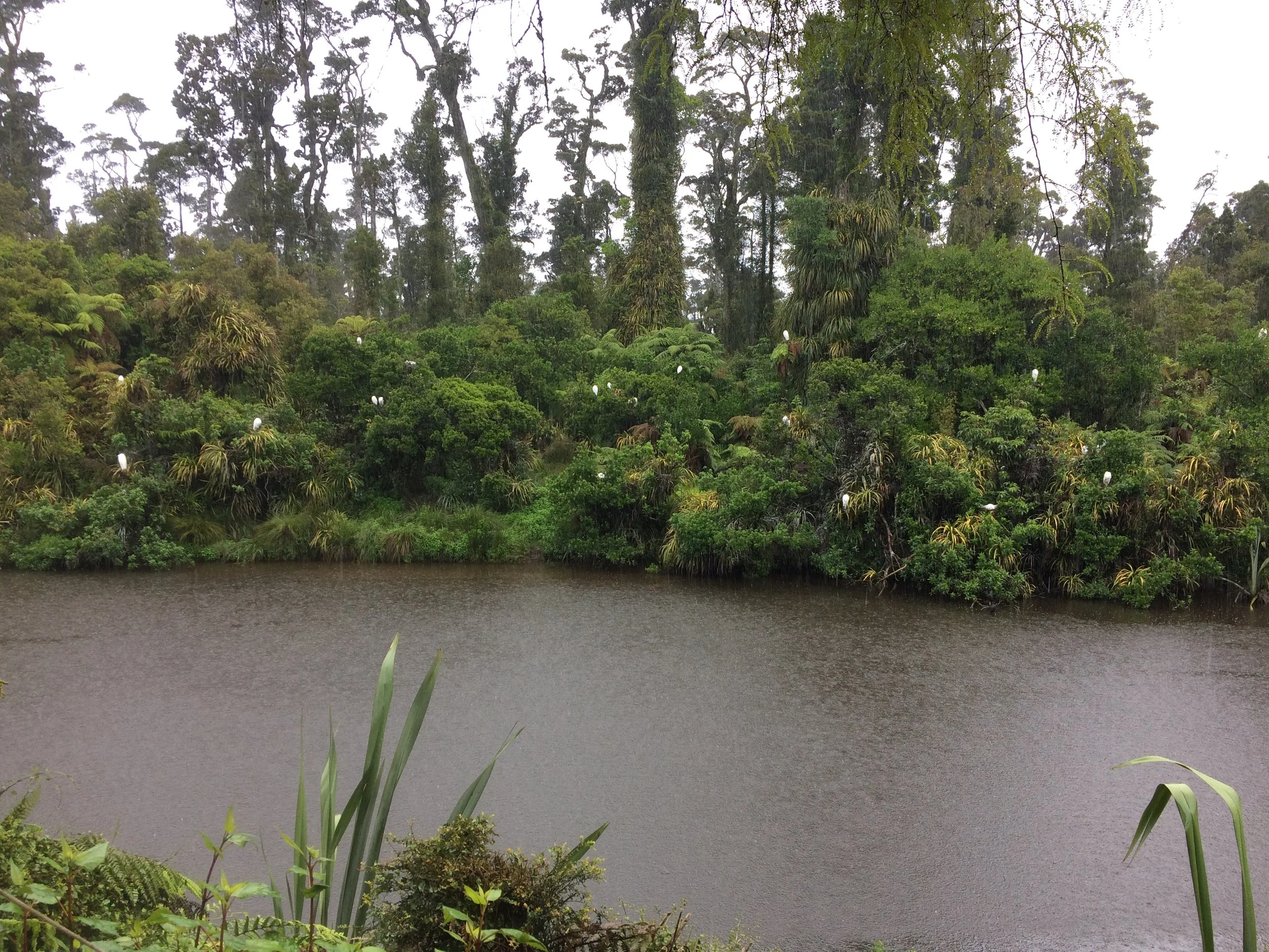 White Heron Sanctuary Tour on the West Coast
