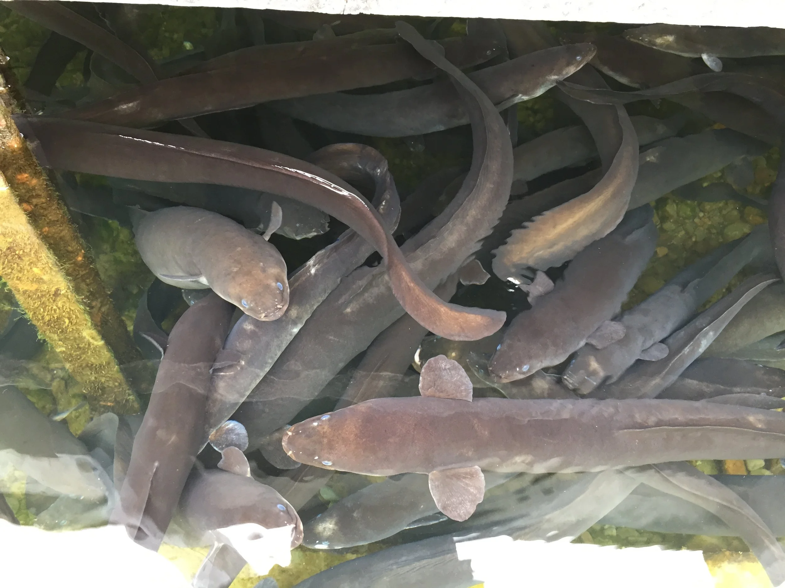 Nelson Lakes - home to Lake Rotoiti and the incredible longfin eel