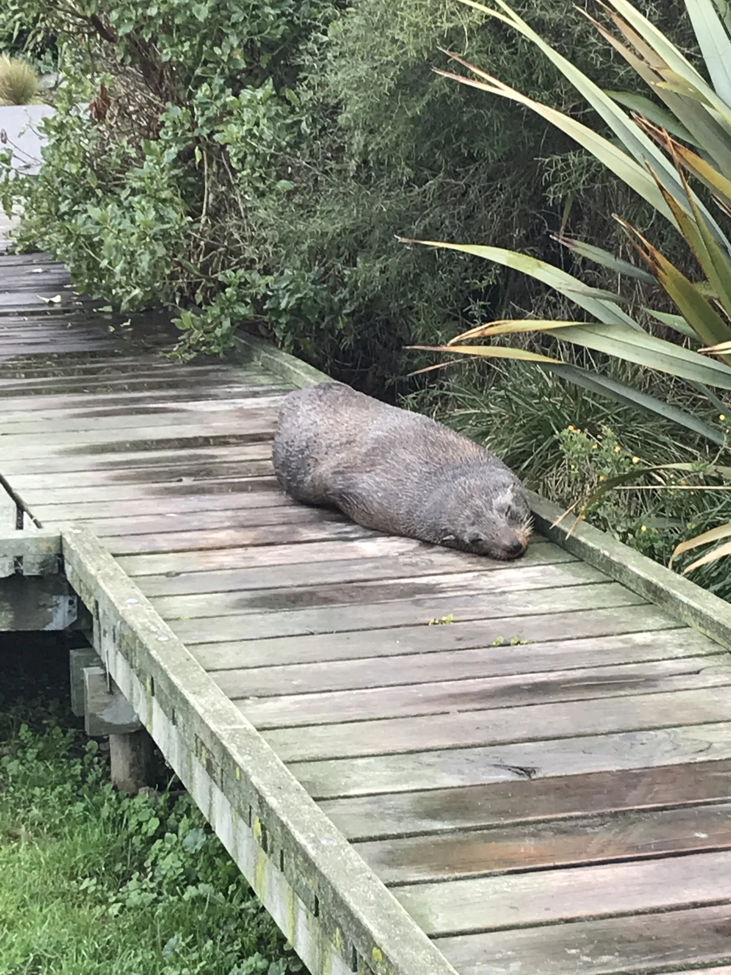 Point Kean Seal Sanctuary, Kaikoura