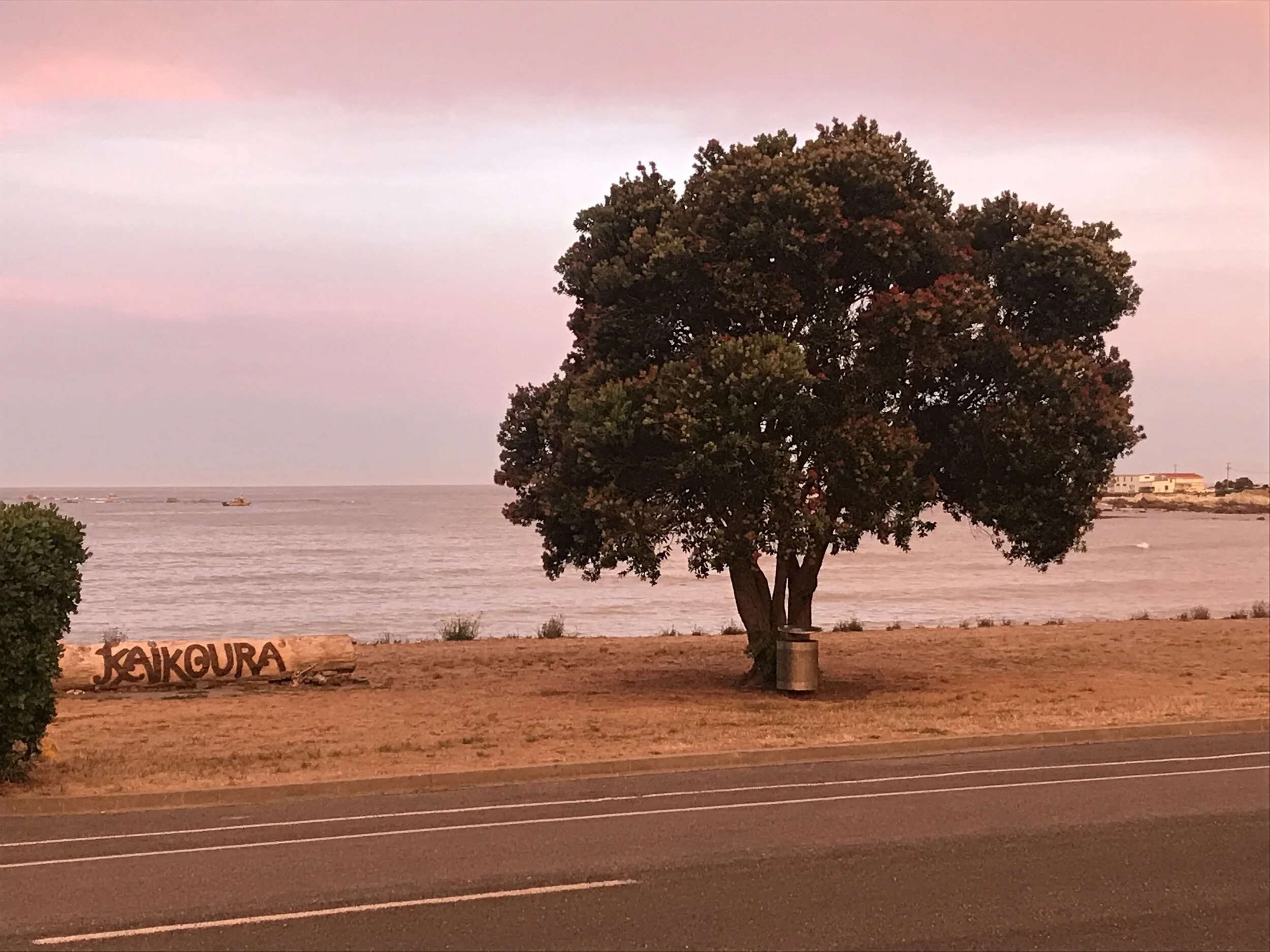 Kaikoura - home to a marine bonanza of wildlife and birds