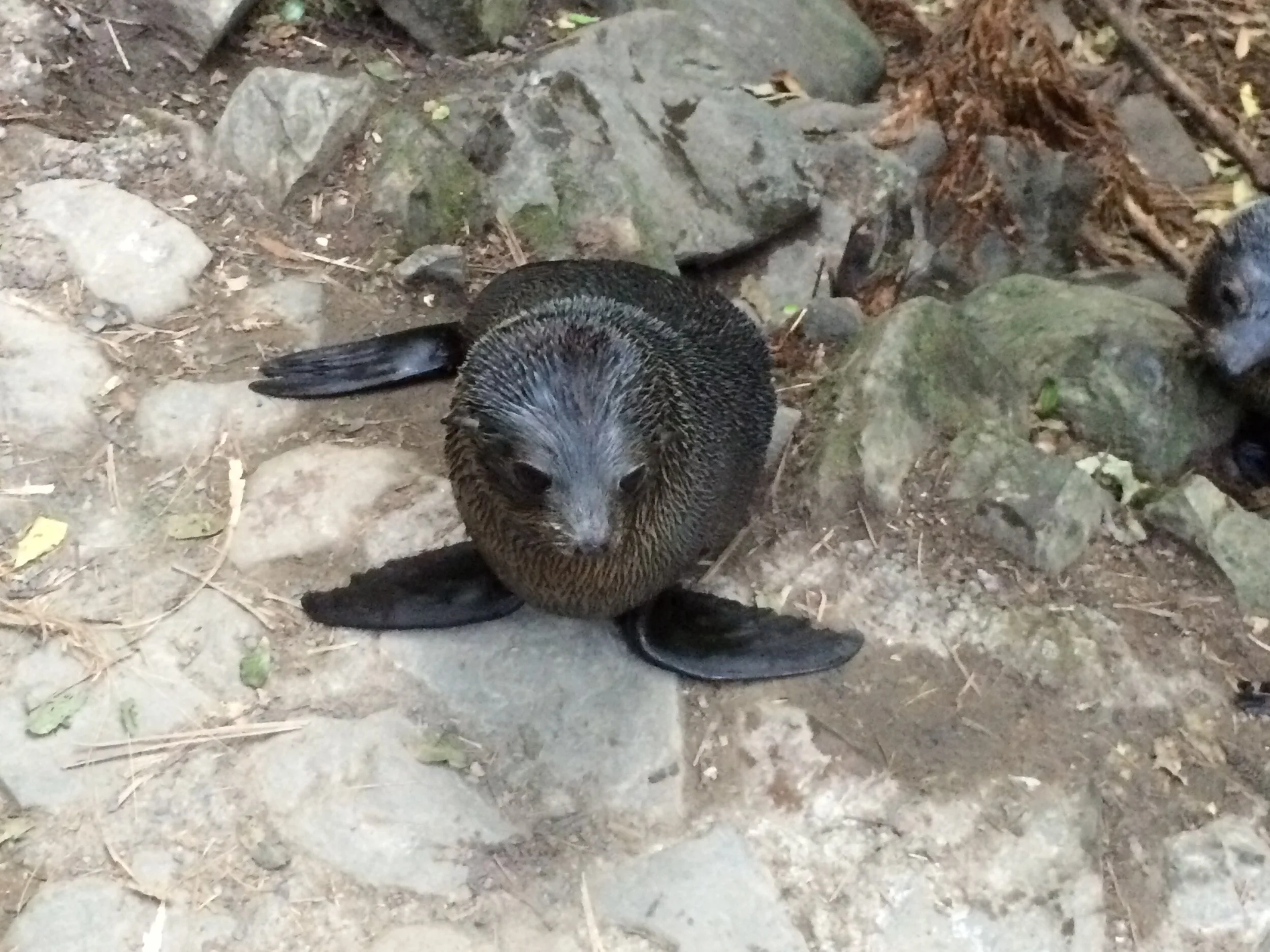 Kaikoura and kayaking with the seals