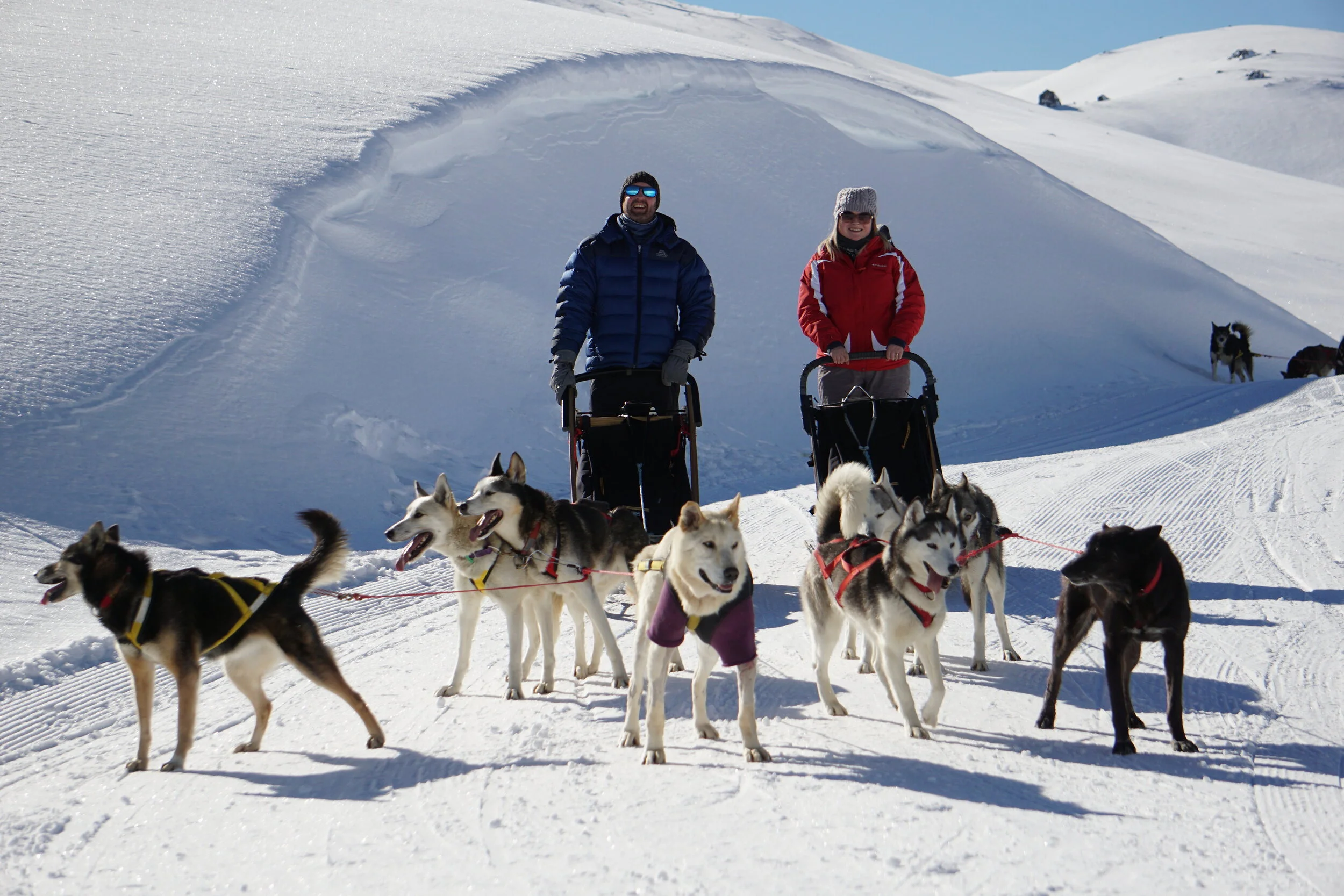 Coming shortly, where to ride your own sled dog team in New Zealand