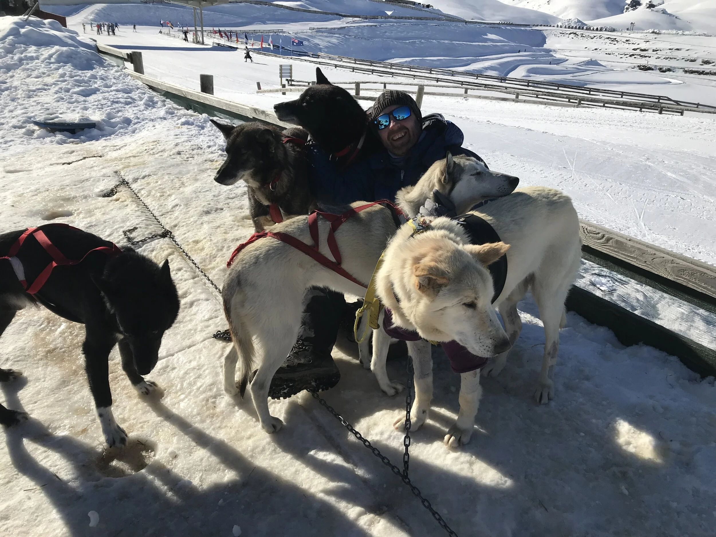 A morning driving a sled dog team - dreams do come true