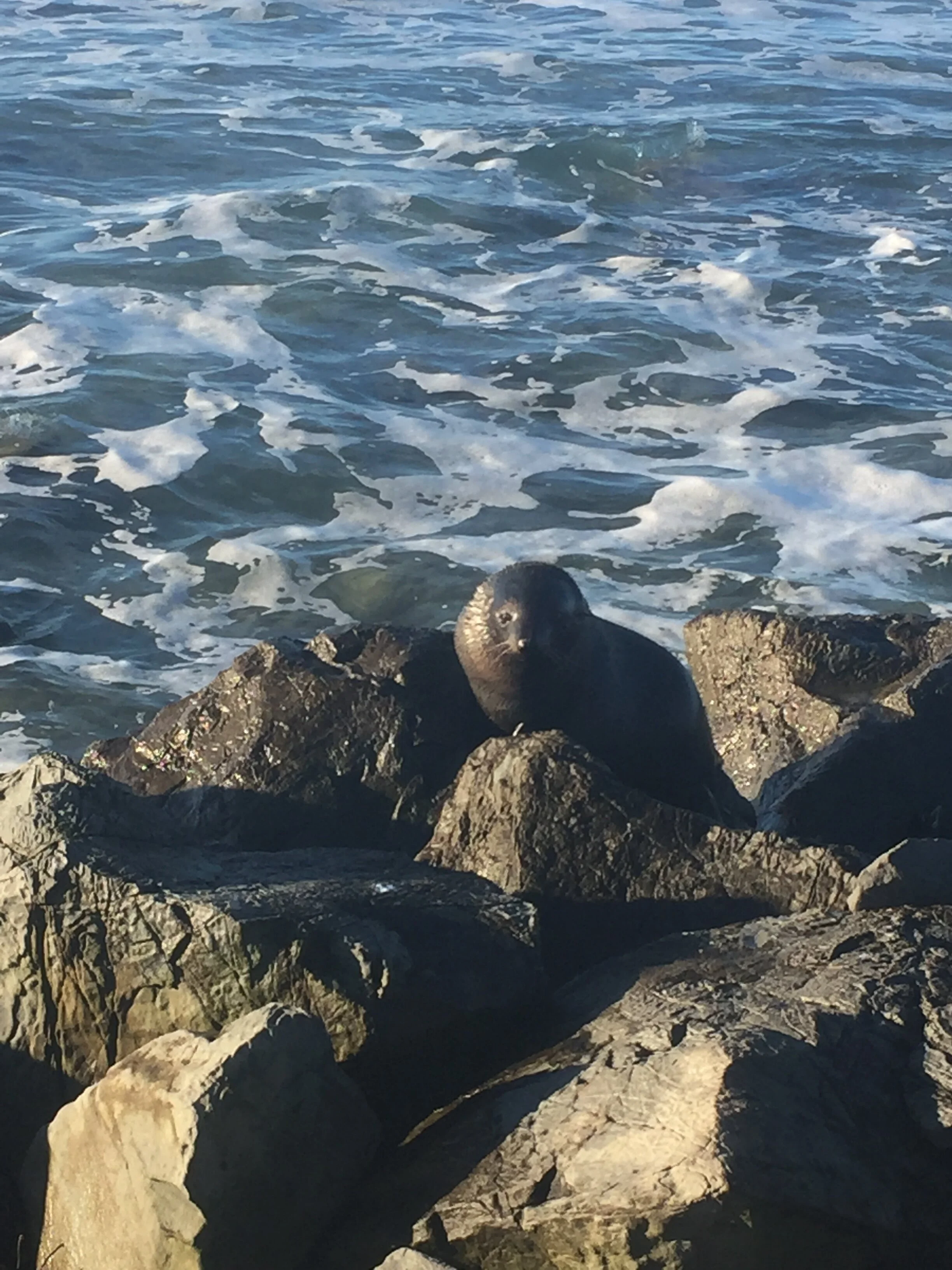 Take a walk on the wild side, with the New Zealand Fur Seals of Kaikoura
