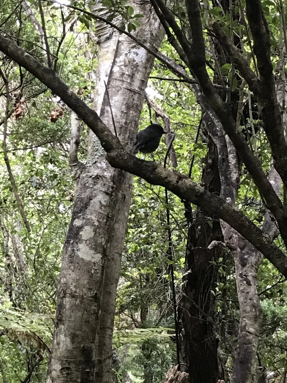 Discover a lost world - Ulva Island, Stewart Island