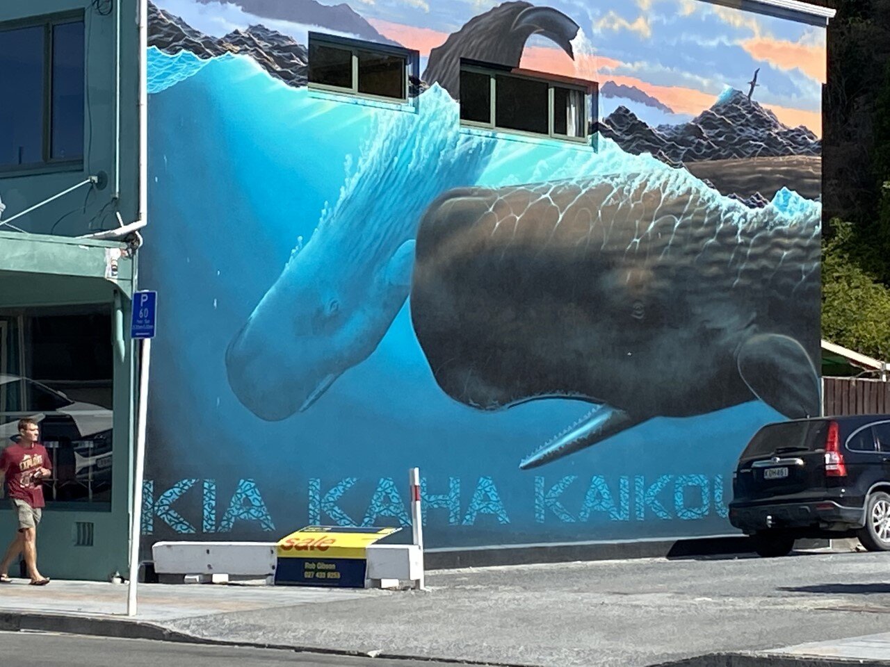 Swimming with the fur seals in Kaikoura