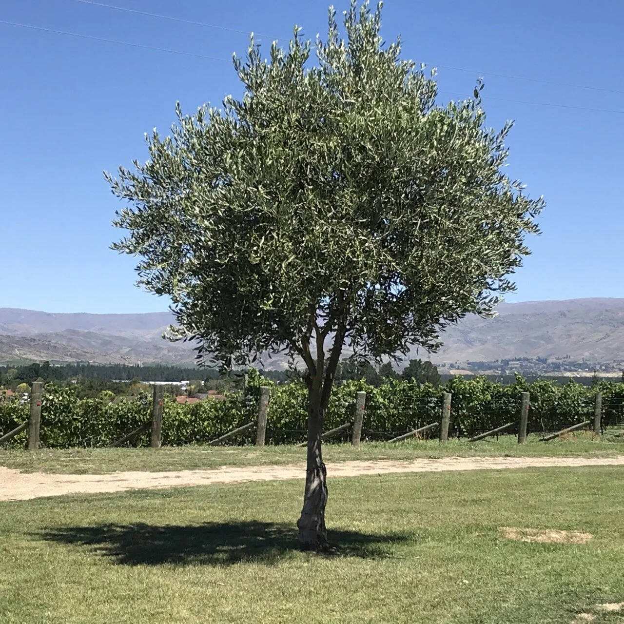 Vineyards are everywhere in this town