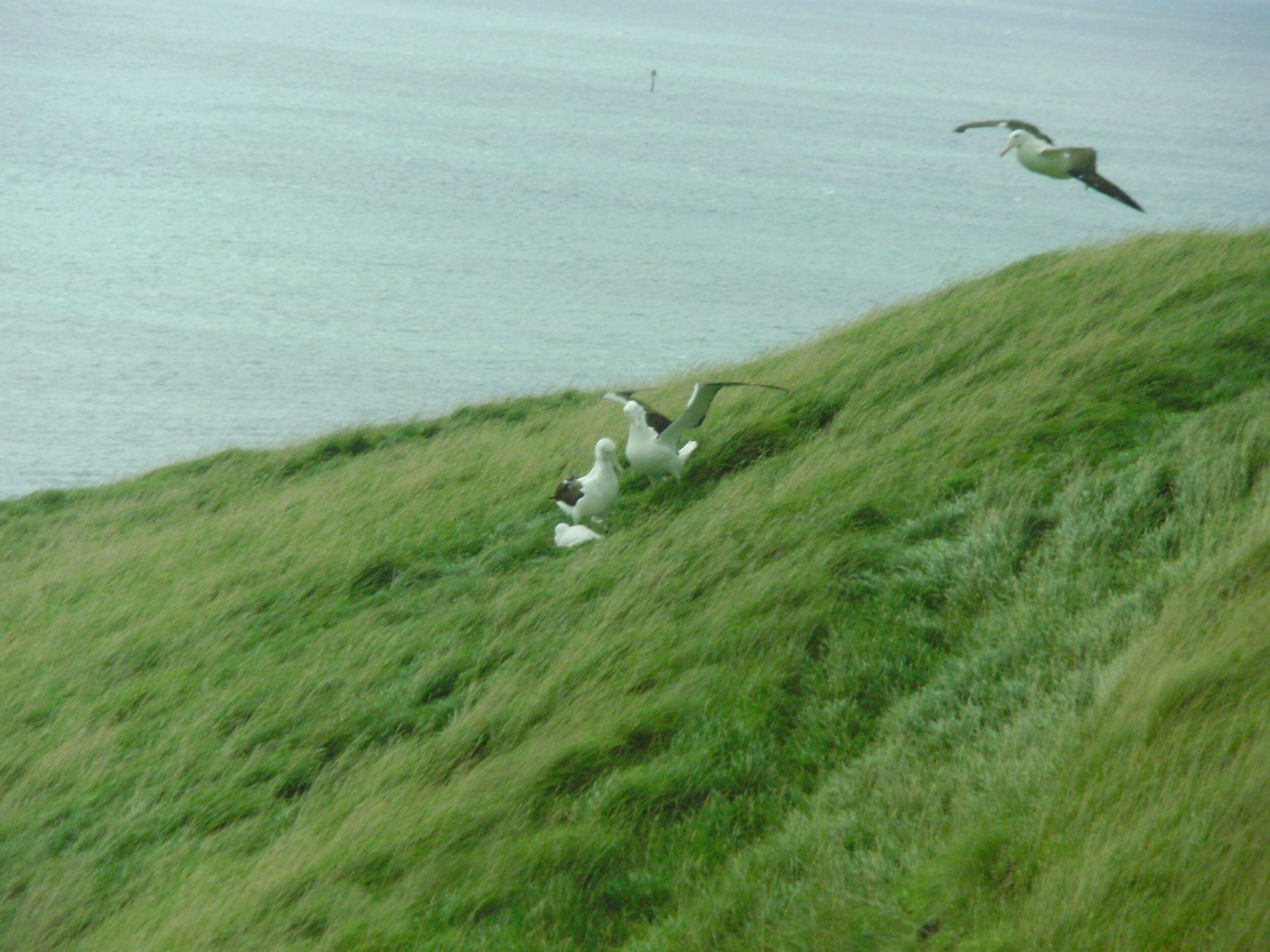 Spotting some rather large baby birds on their nests... second part of Royal Albatross visit