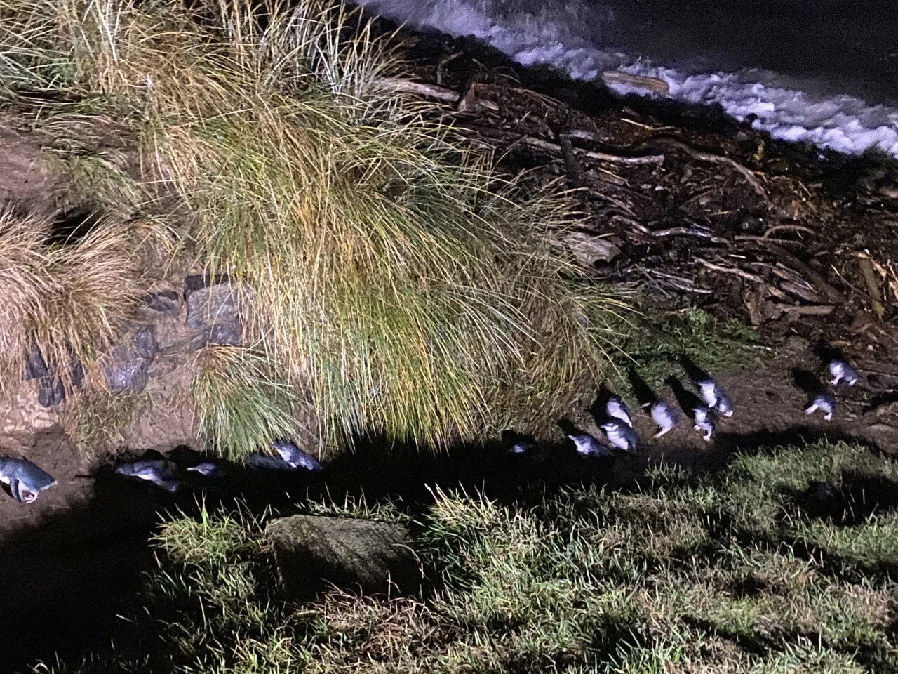 How to get up close and personal with Little Blue Penguins