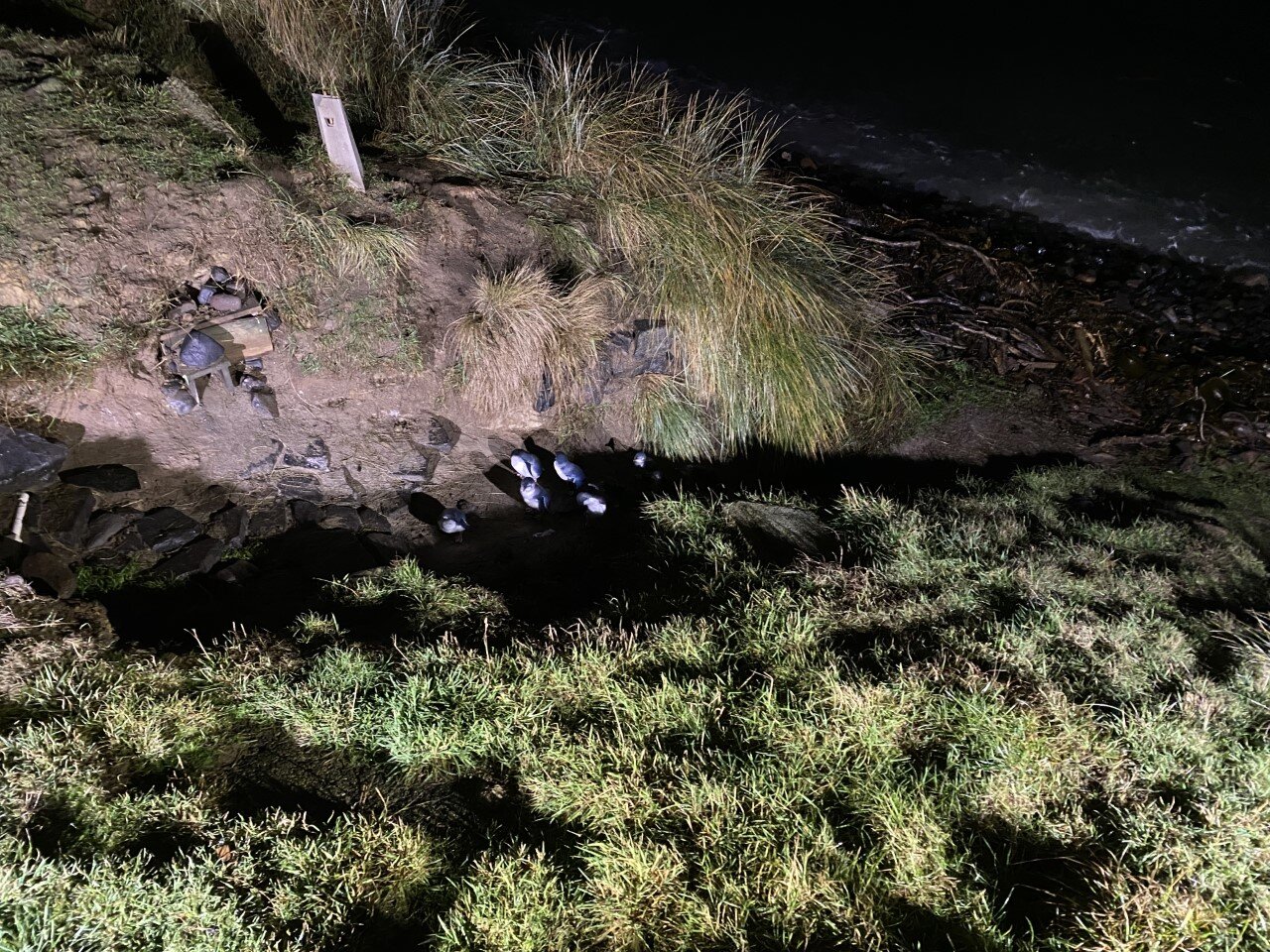 Meeting the Little Blue Penguins of Pilot Beach, Otago, part 2