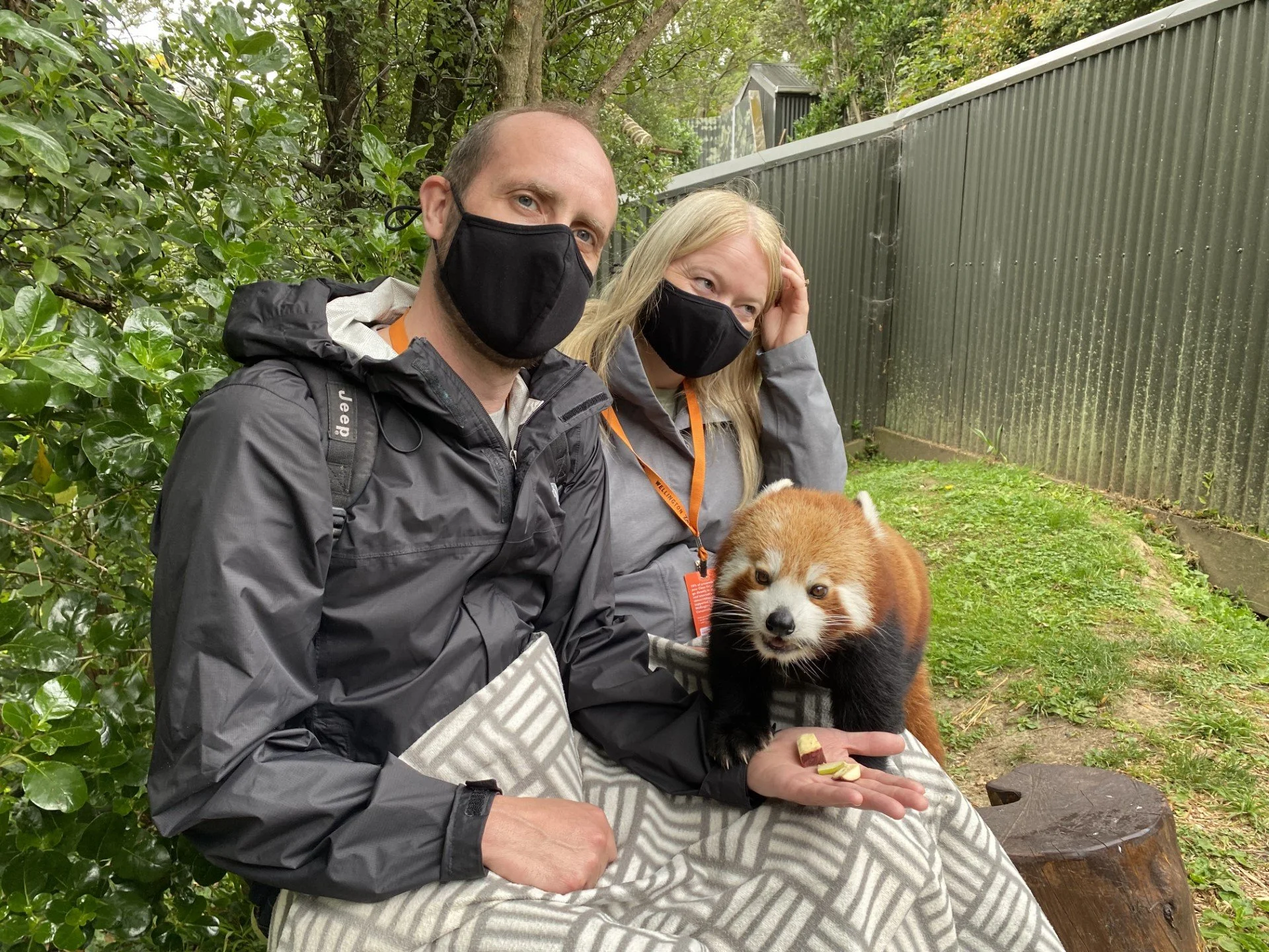 Hanging out with the red pandas in Wellington