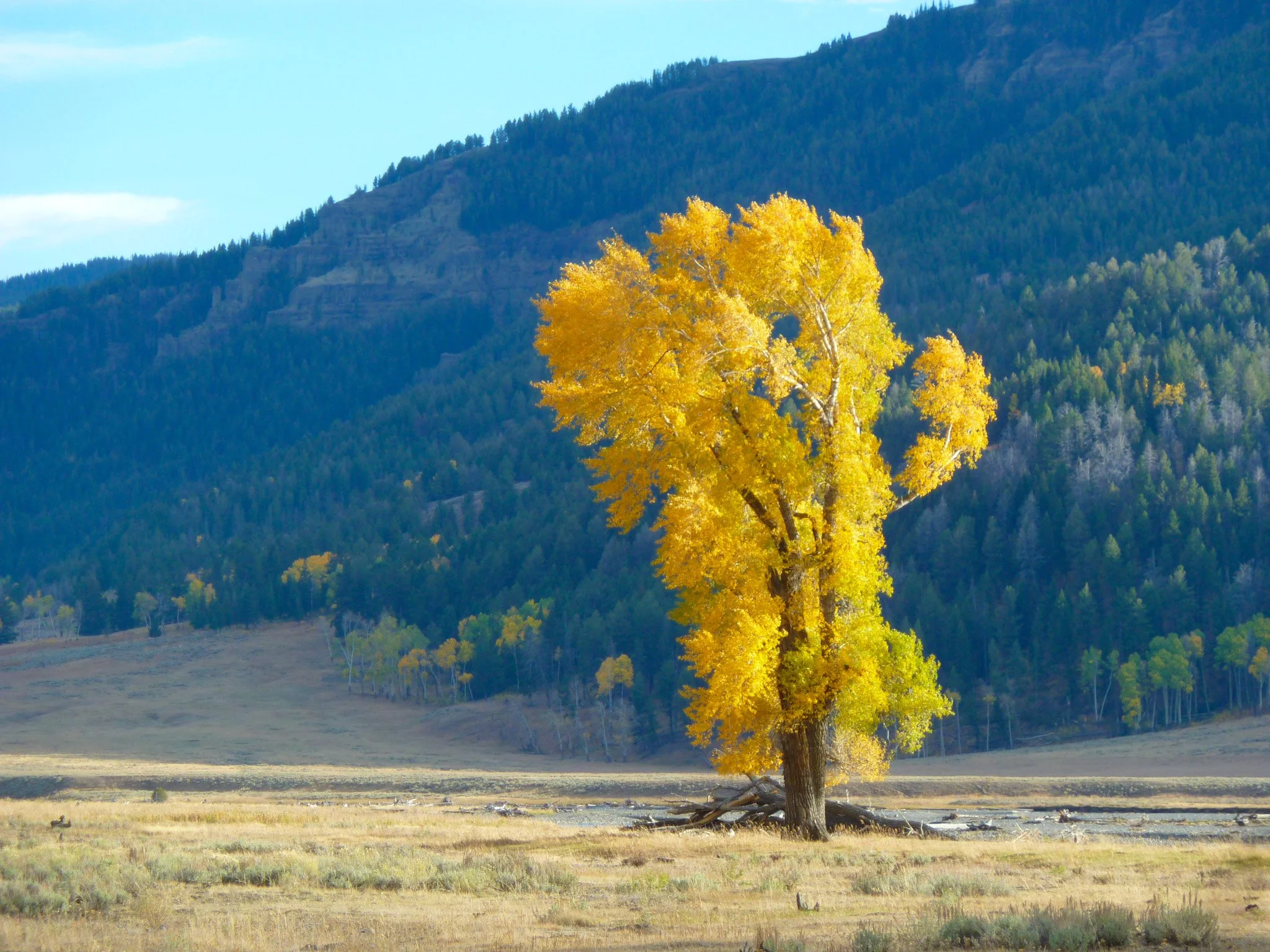 Cottonwood In Lamar Valley.JPG