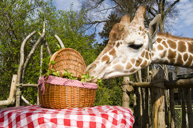 Woodland Park Zoo