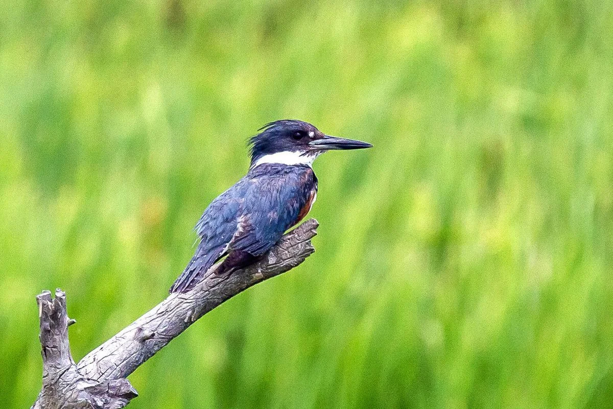 Belted kingfishers are a common sight in the Bitterroot Valley