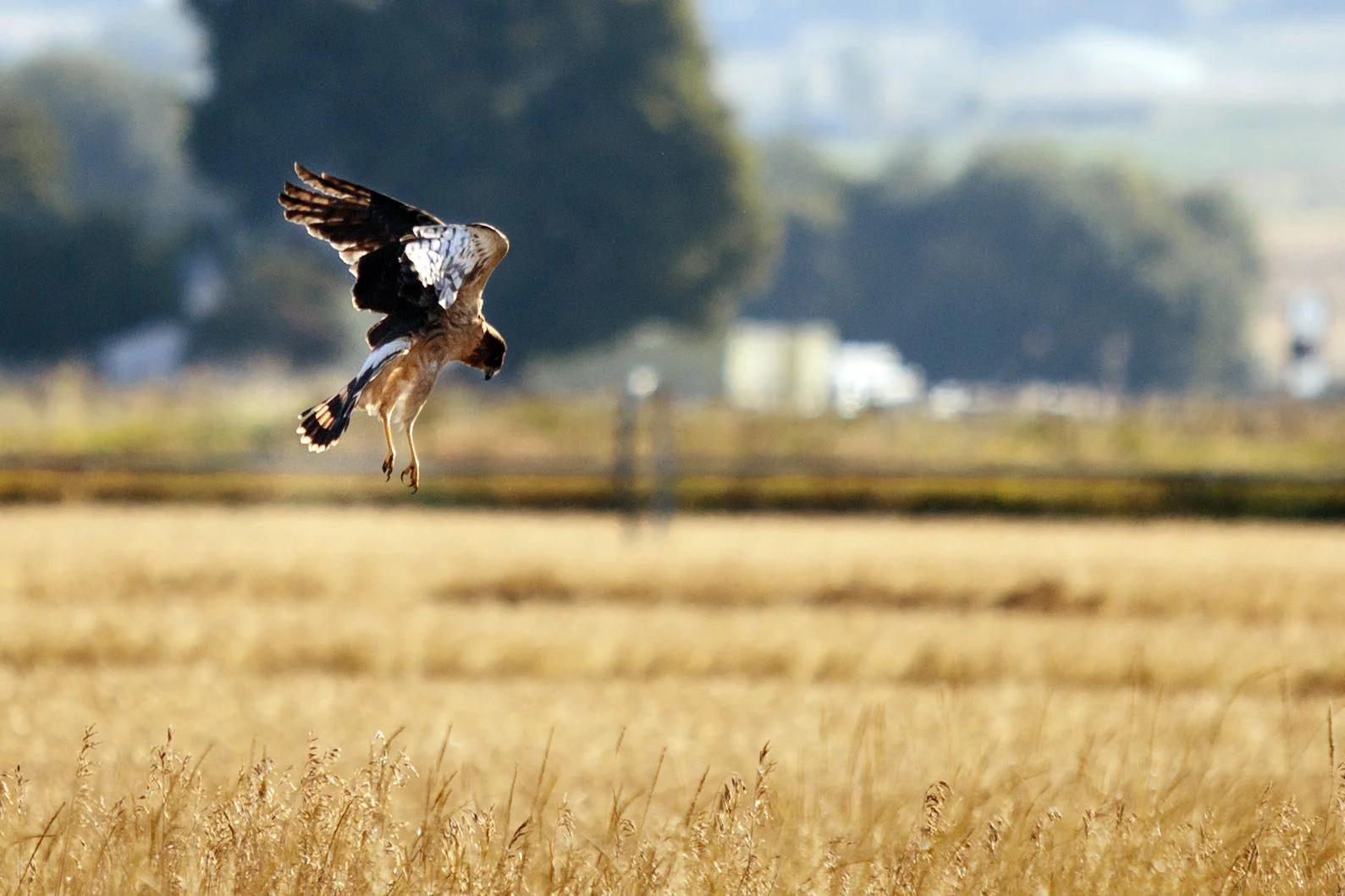 Northern Harrier is one of the Bitterroot’s most common birds of prey