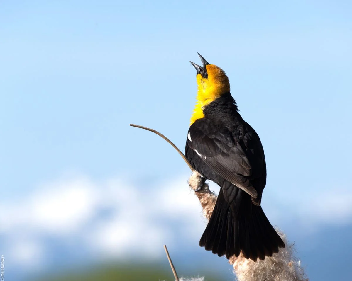 Bitterroot boasts three species of blackbirds