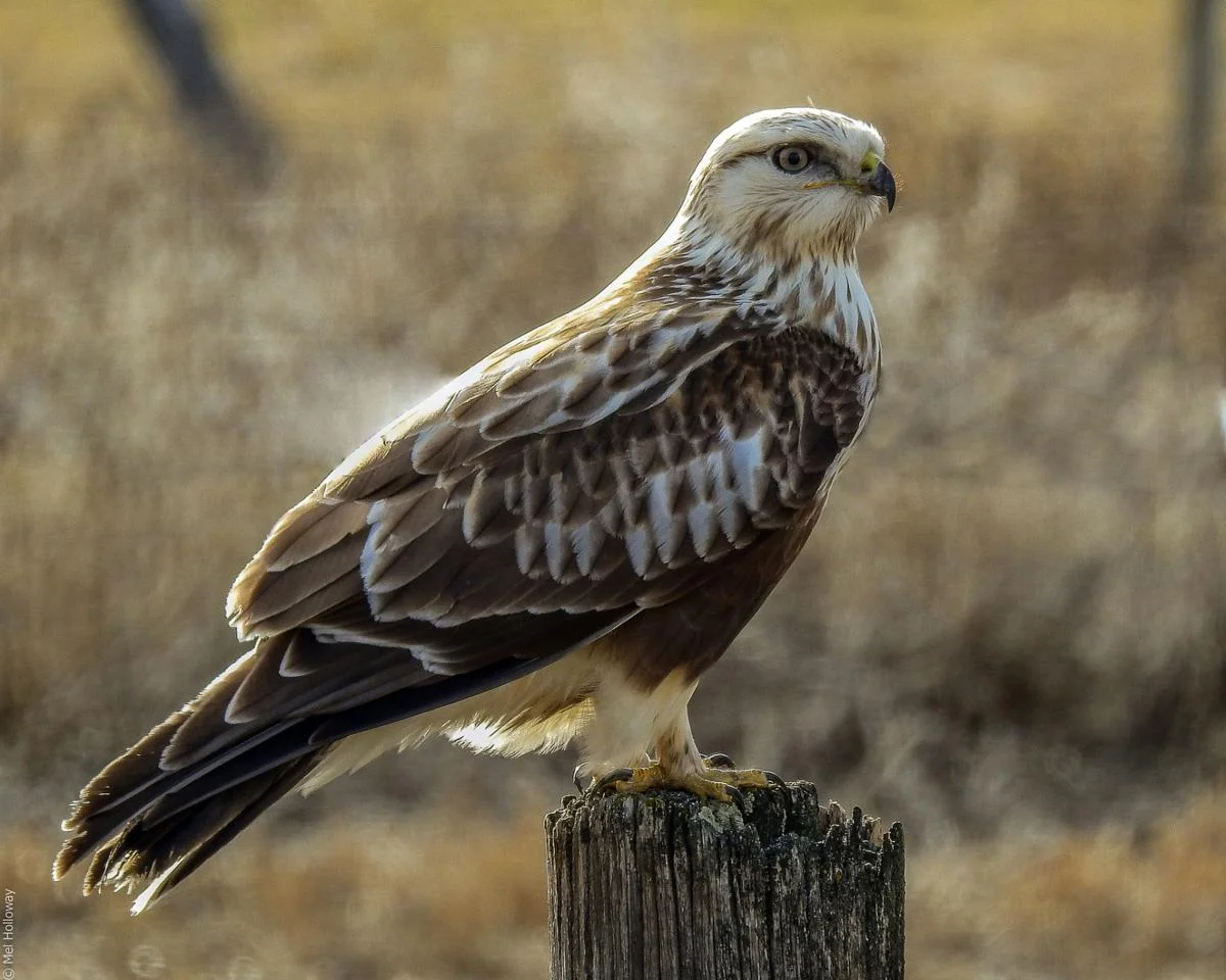 Bitterroot rough-leggeds return to the valley